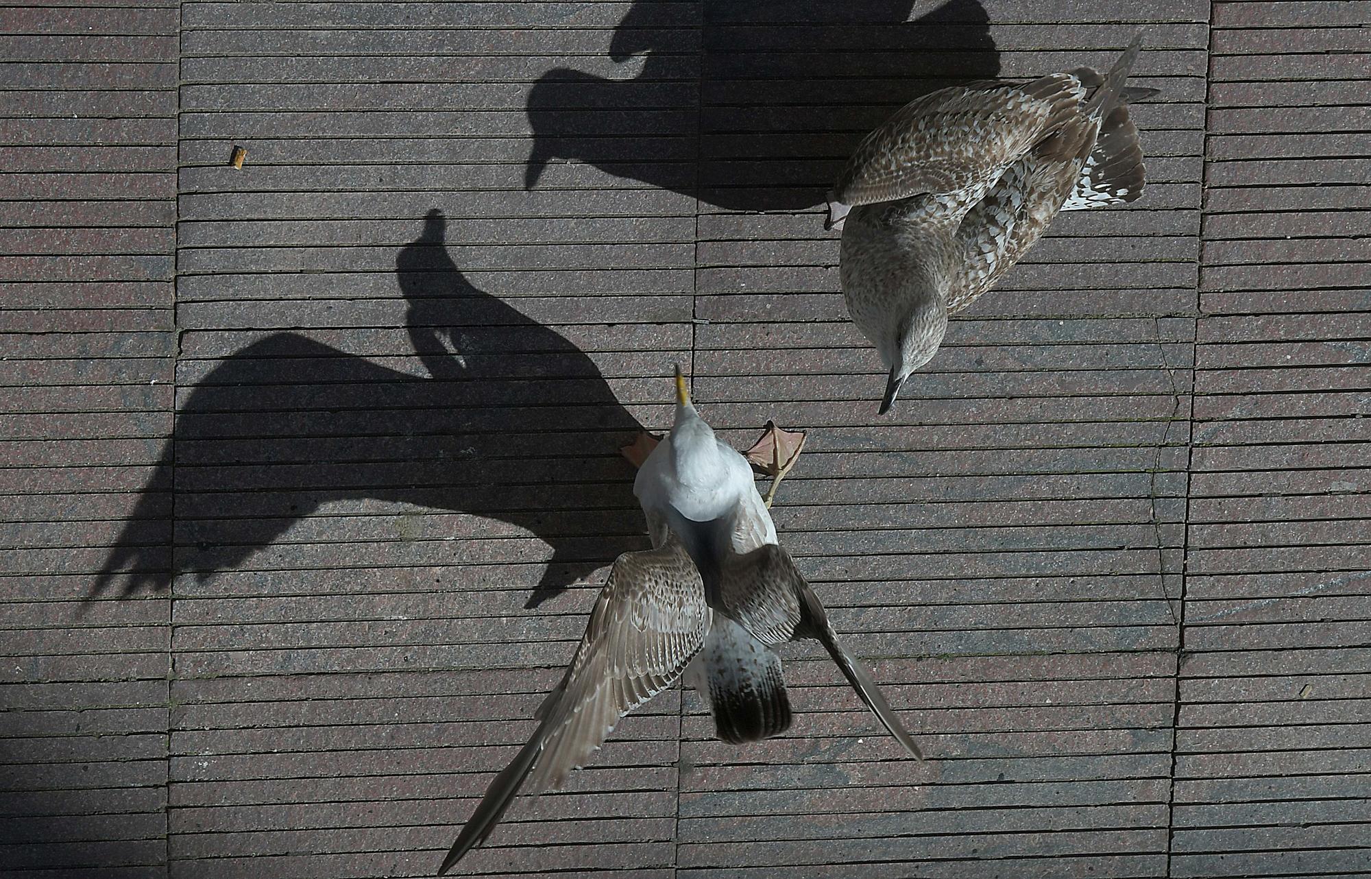 Gaivotas durante o coronavirus