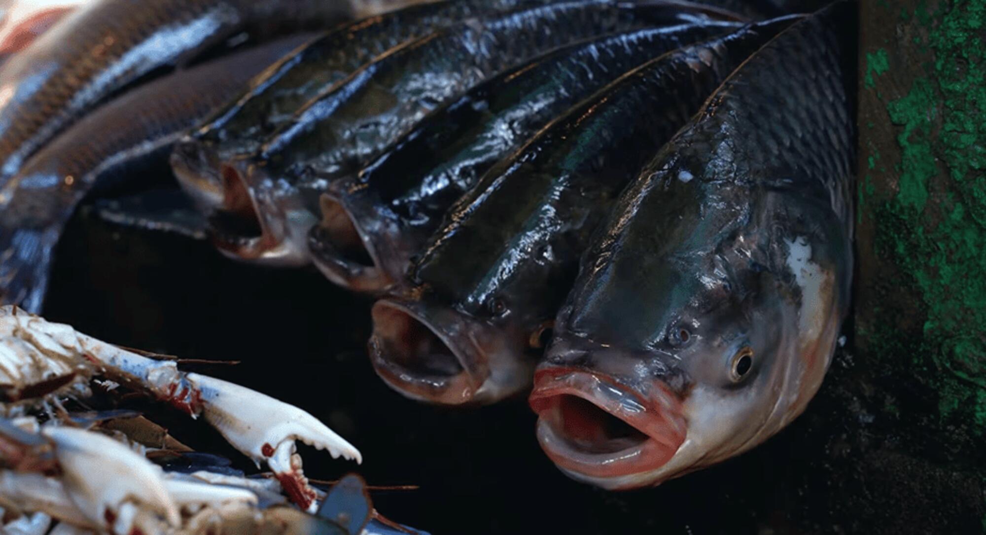 Peces muriendo asfixiados en el documental SEANTIENCE.