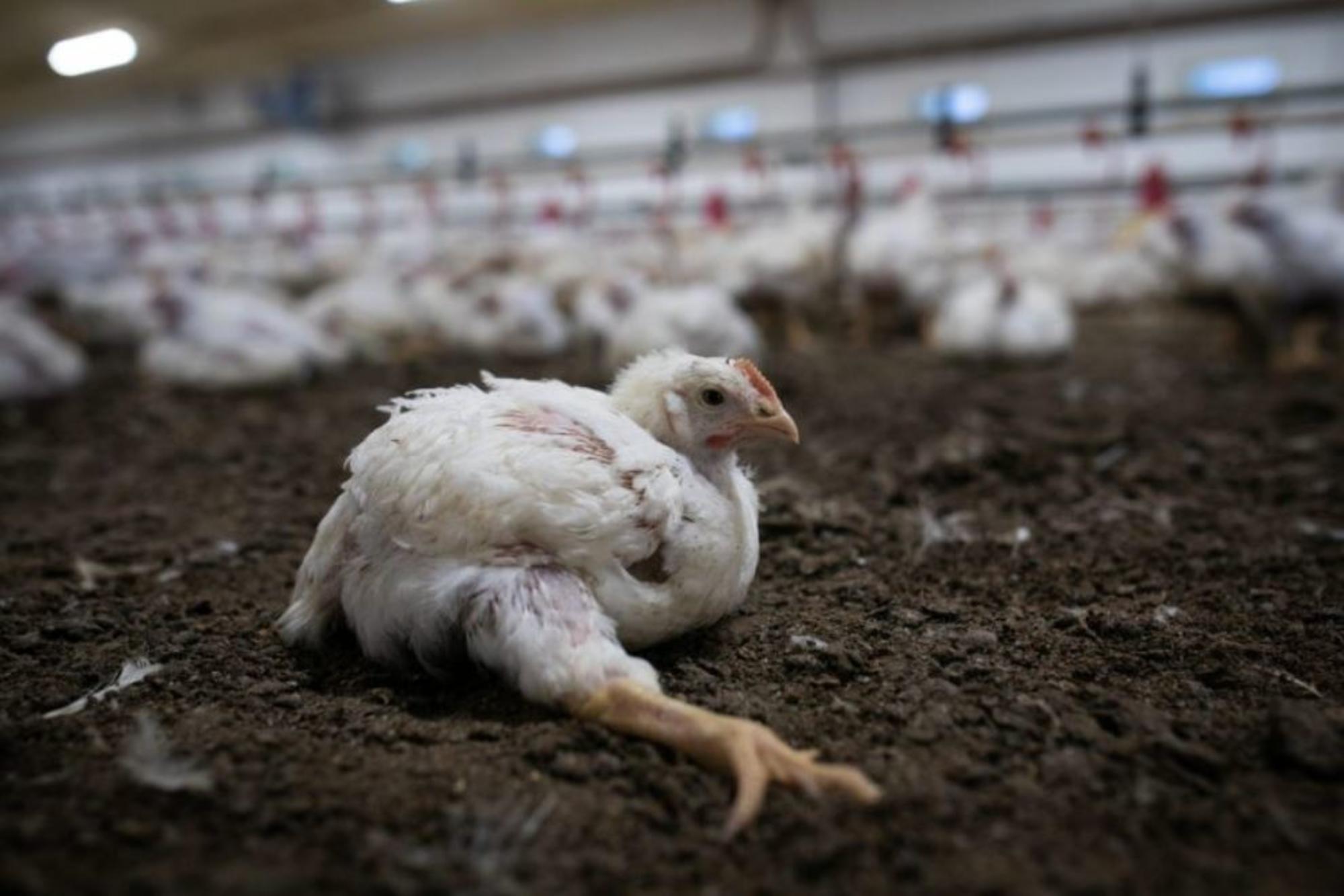 Pollo en granja de explotación