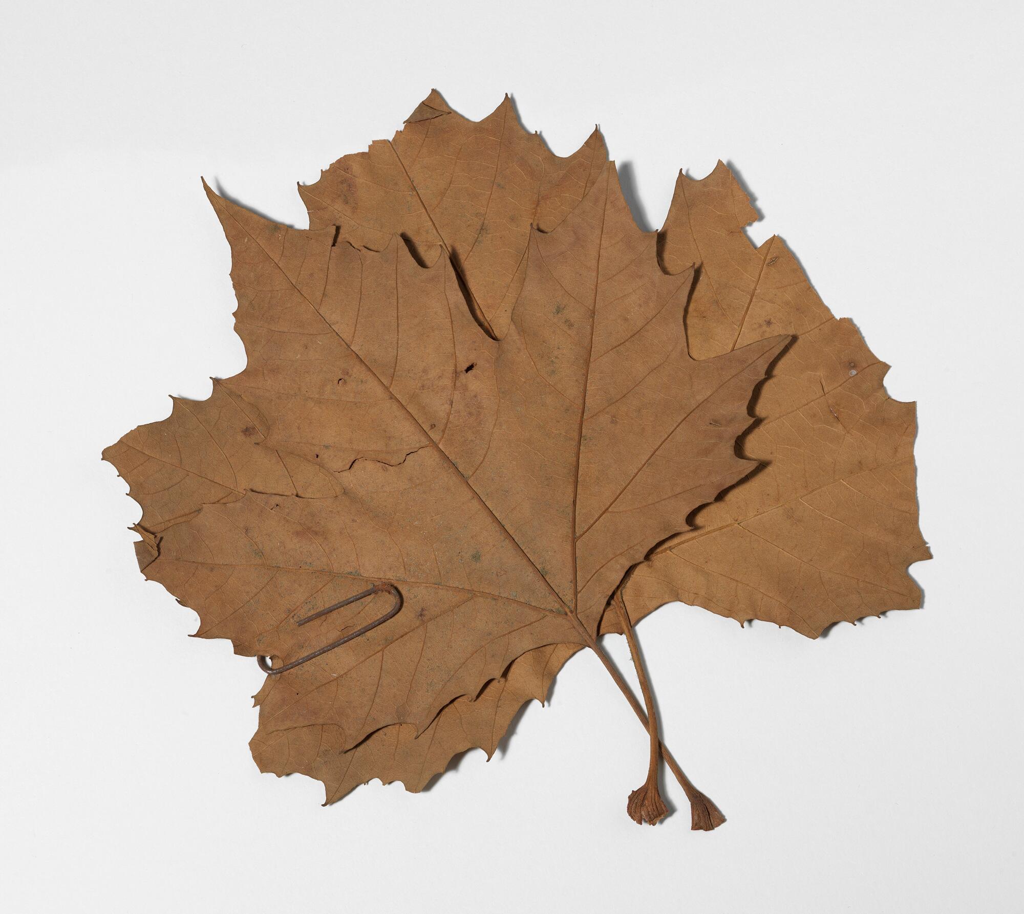 ‘Burocràcia’, de Joan Brossa