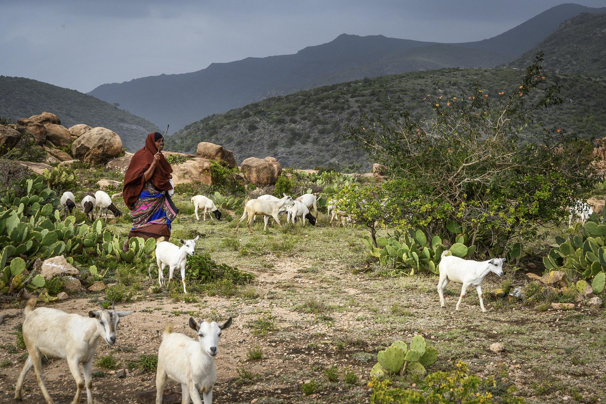 Pastora de cabras en Somalilandia