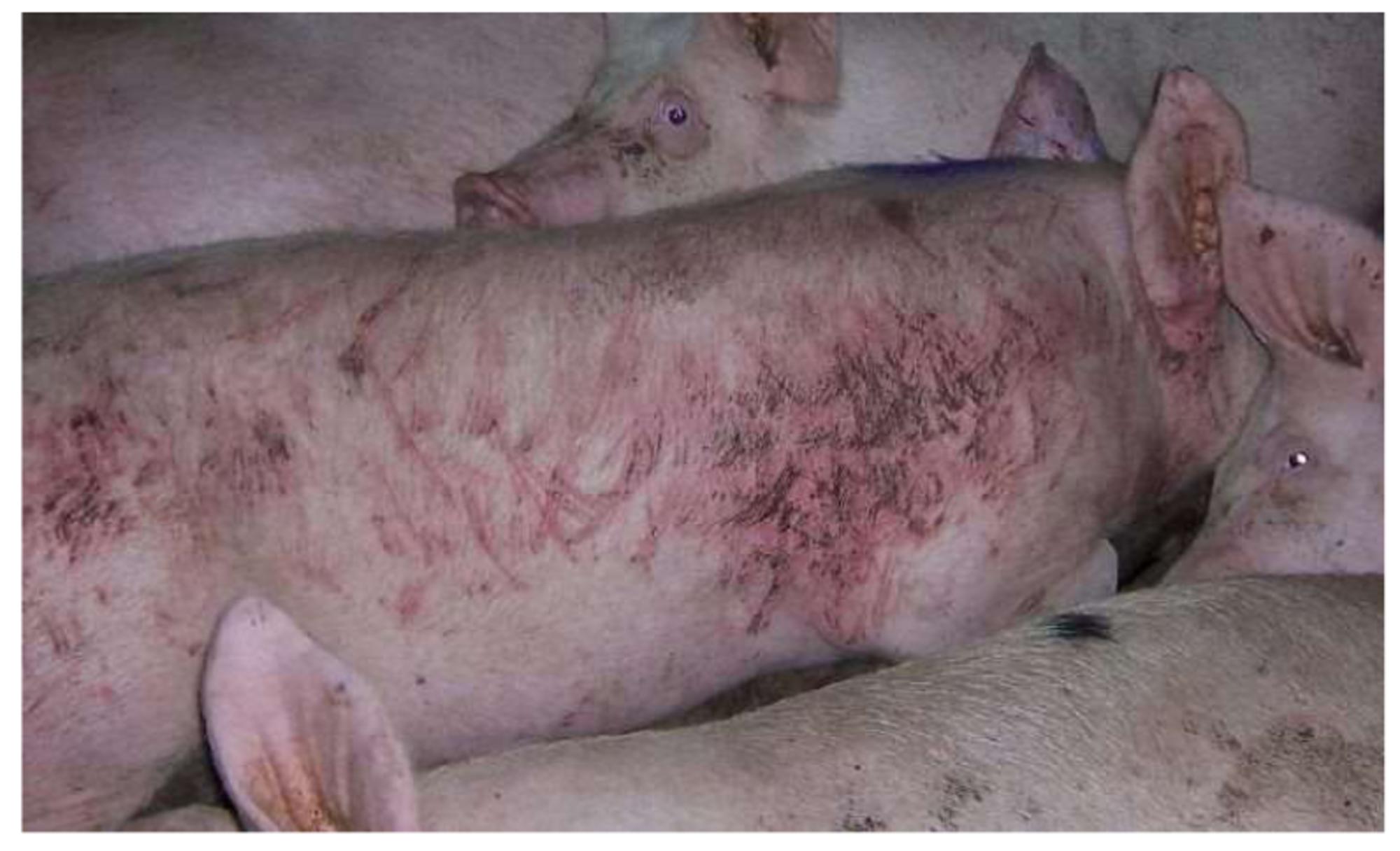 Cerdos hacinados en una explotación.
