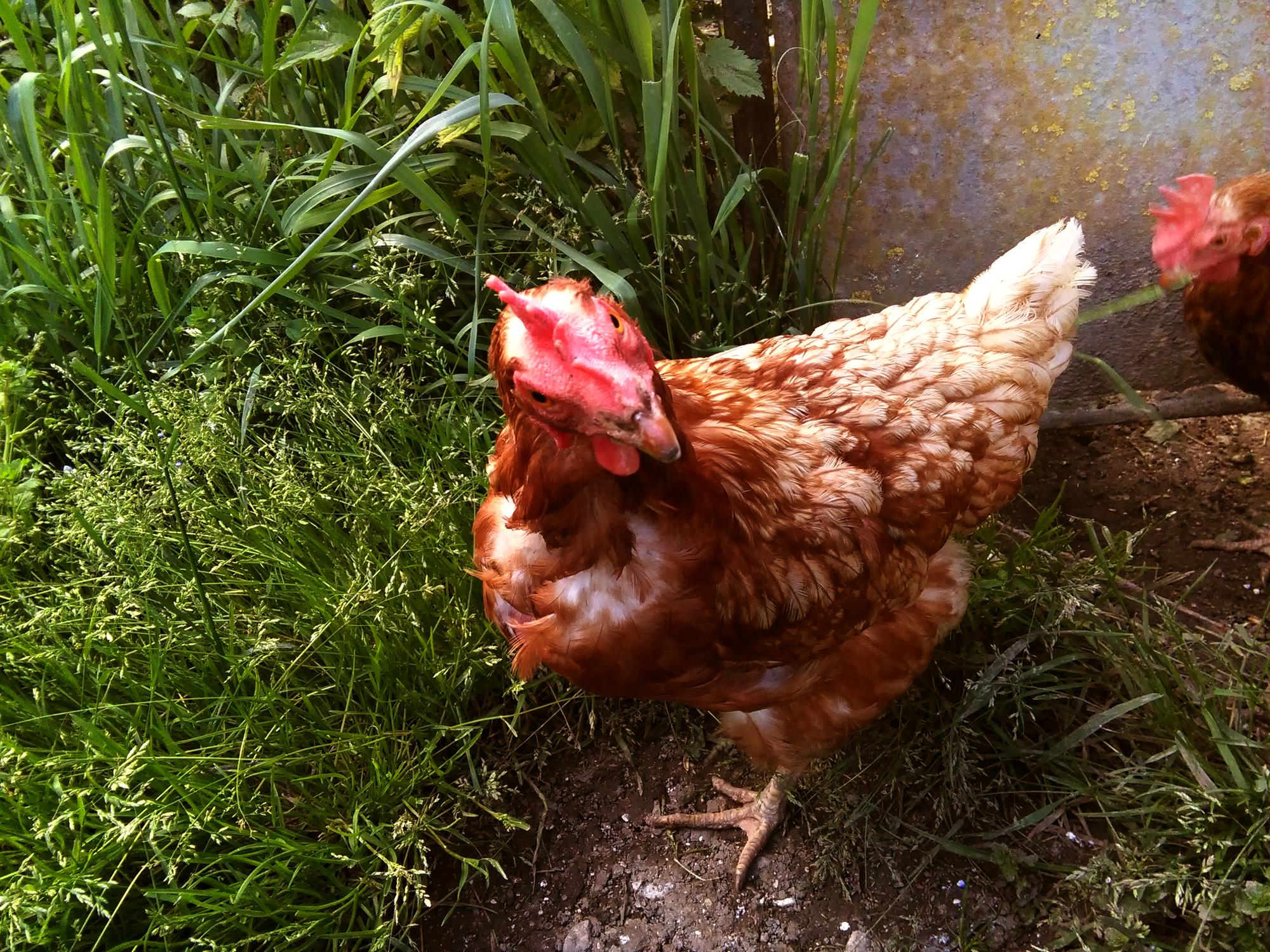 Gallina artículo huertos rurales