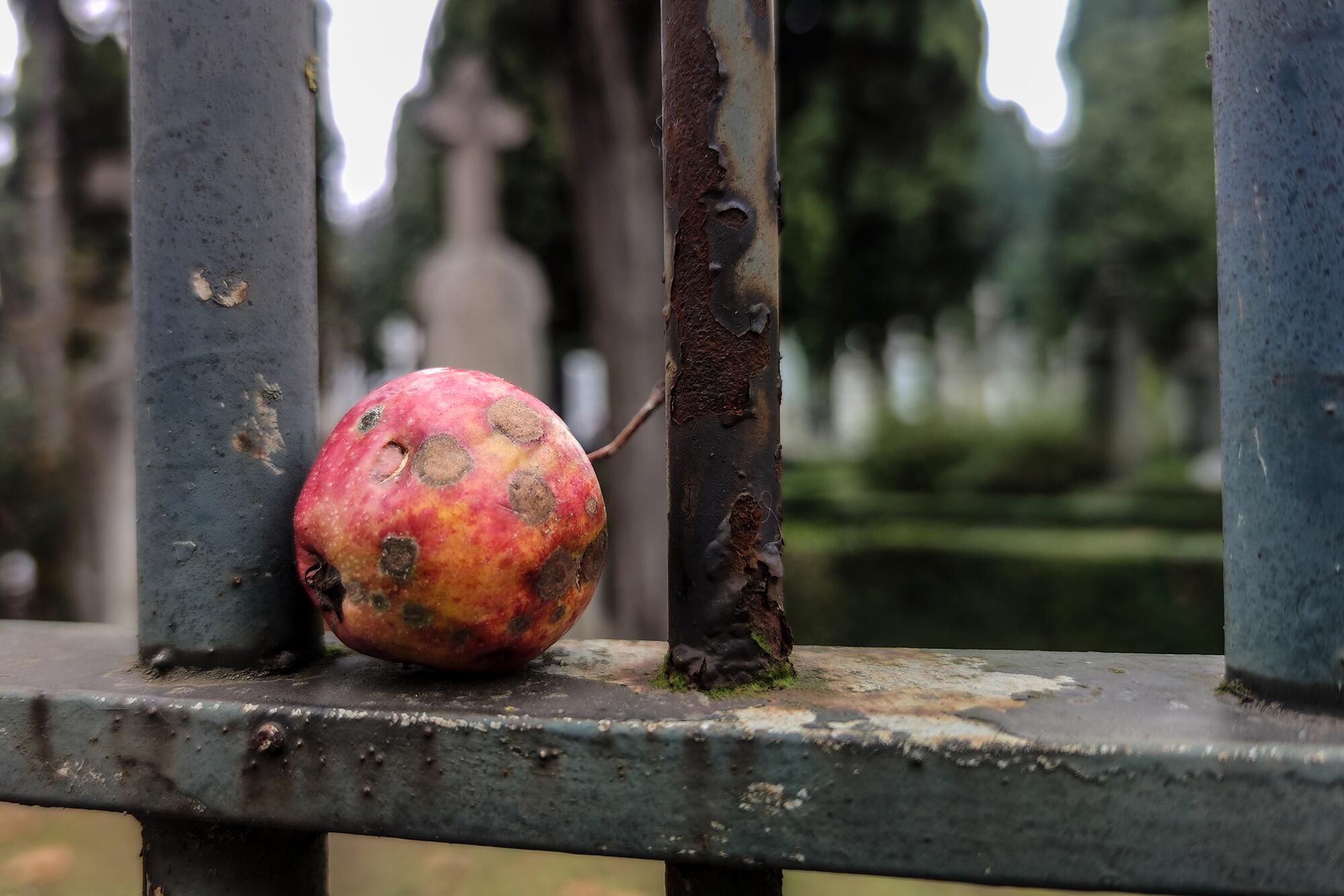 Manzana podrida