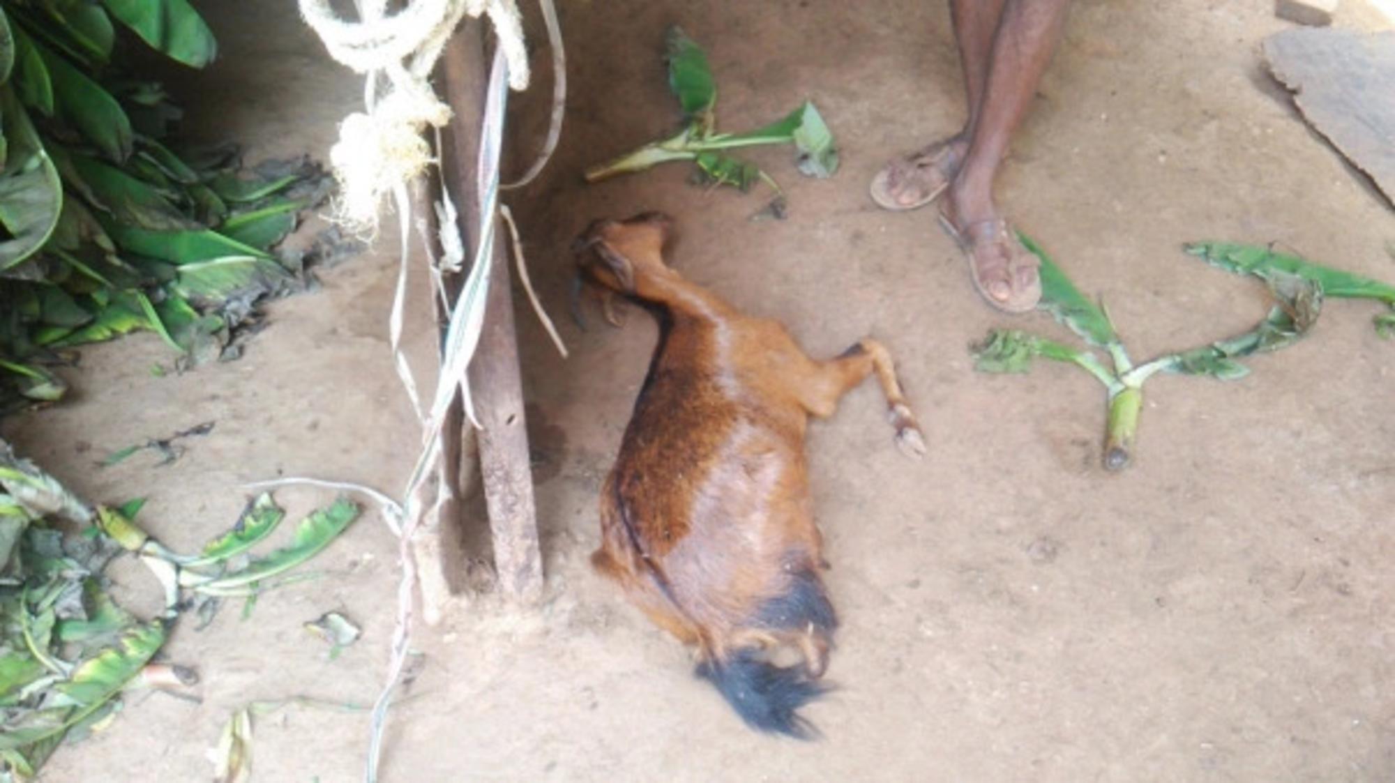 La muerte de ganado, como esta cabra, genera una gran preocupación entre la población local de Kunampalle.