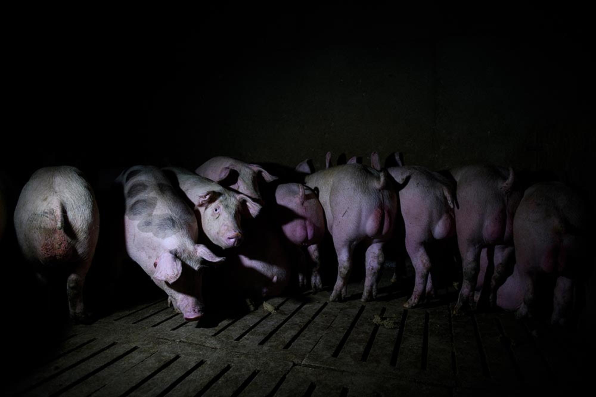 Aitor Garmendia, premio Picture Of The Year International