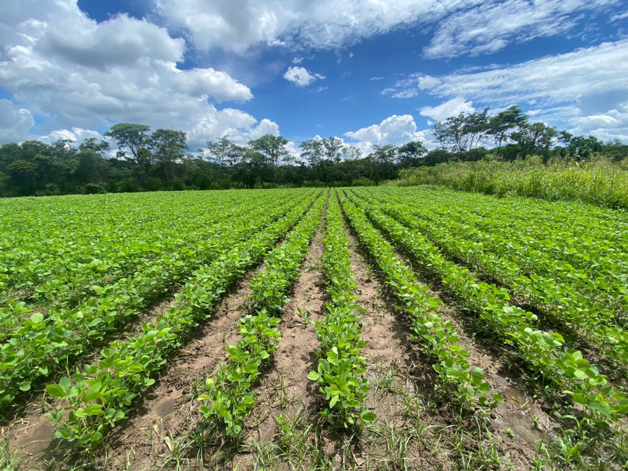 Soja agroecológica para consumo humano en Bolivia.