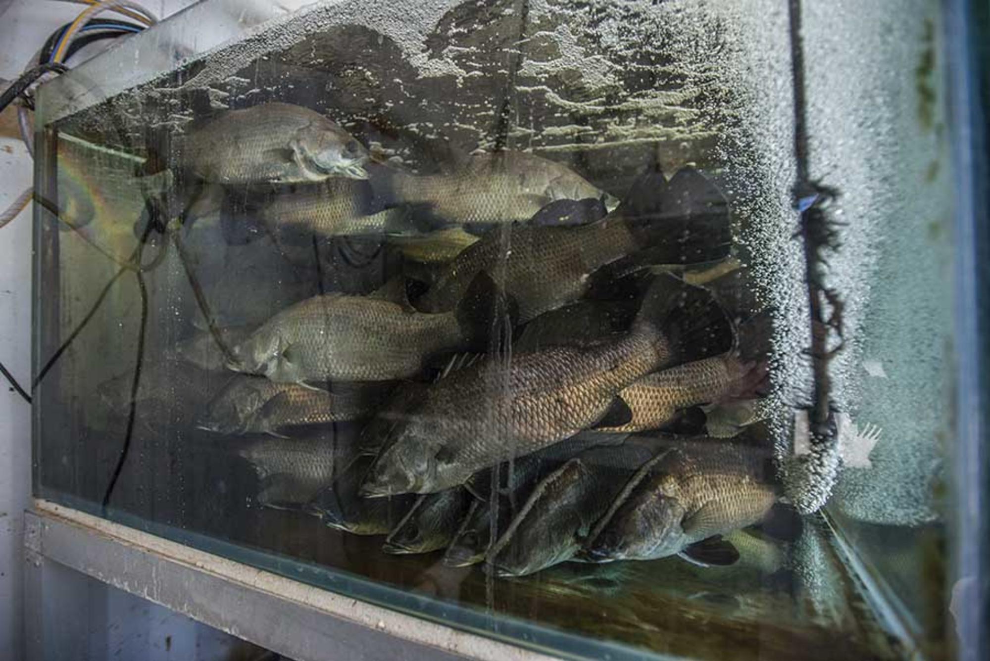 Peces criados en piscifactoría