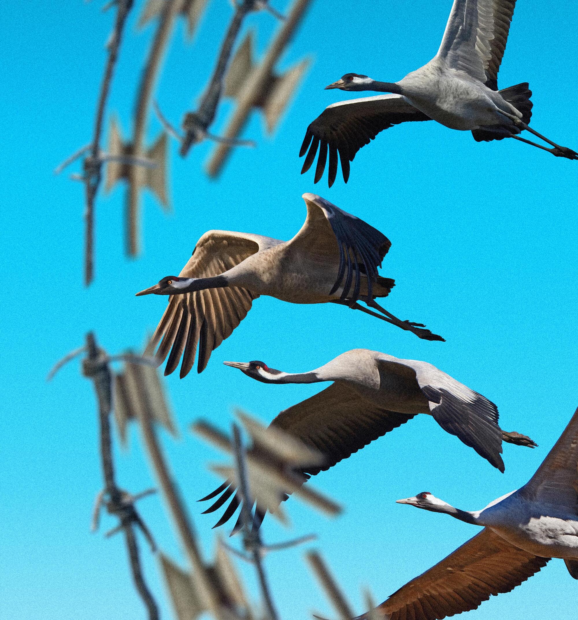 Panorama 81 fronteras migracion 02