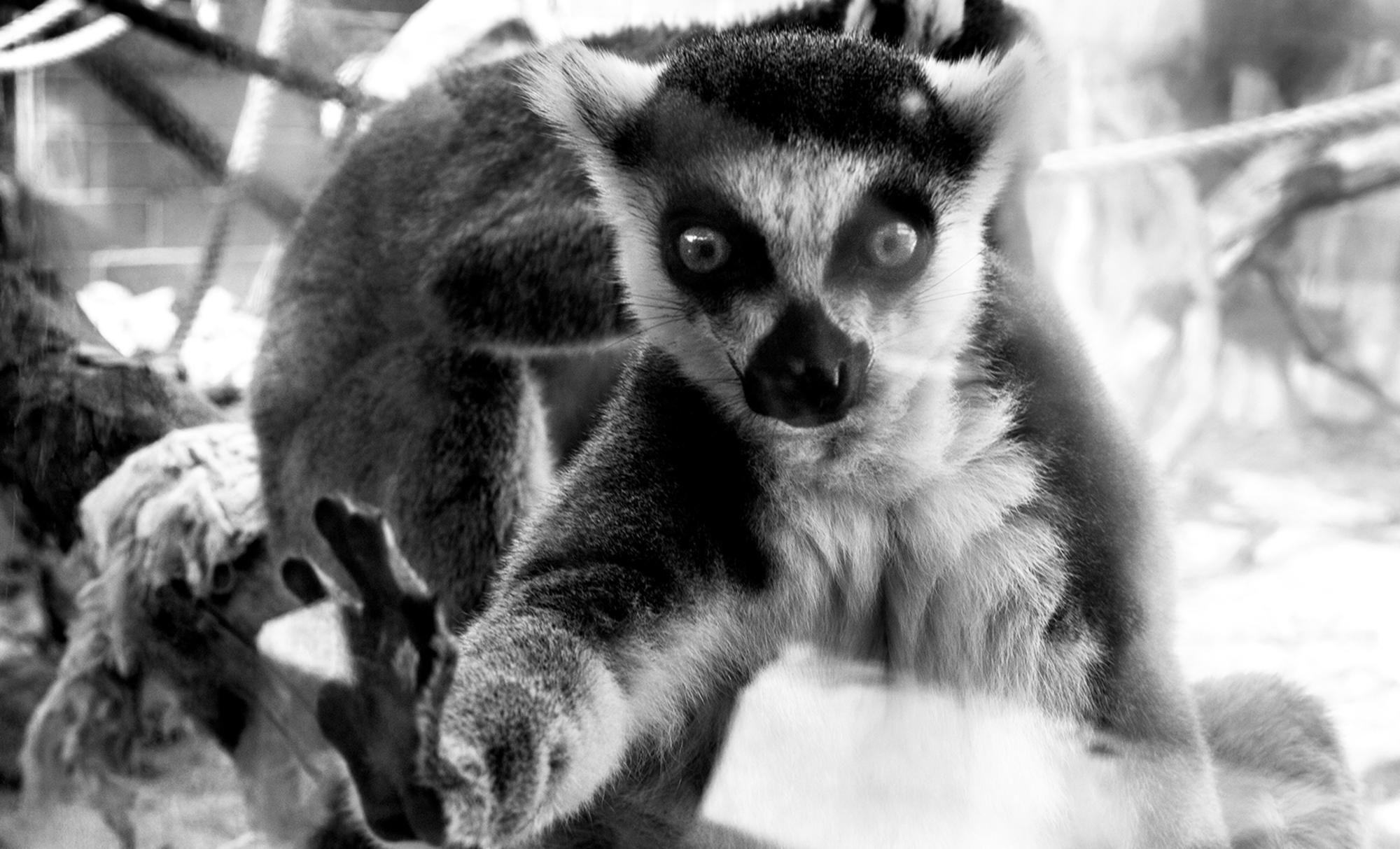 Lemur