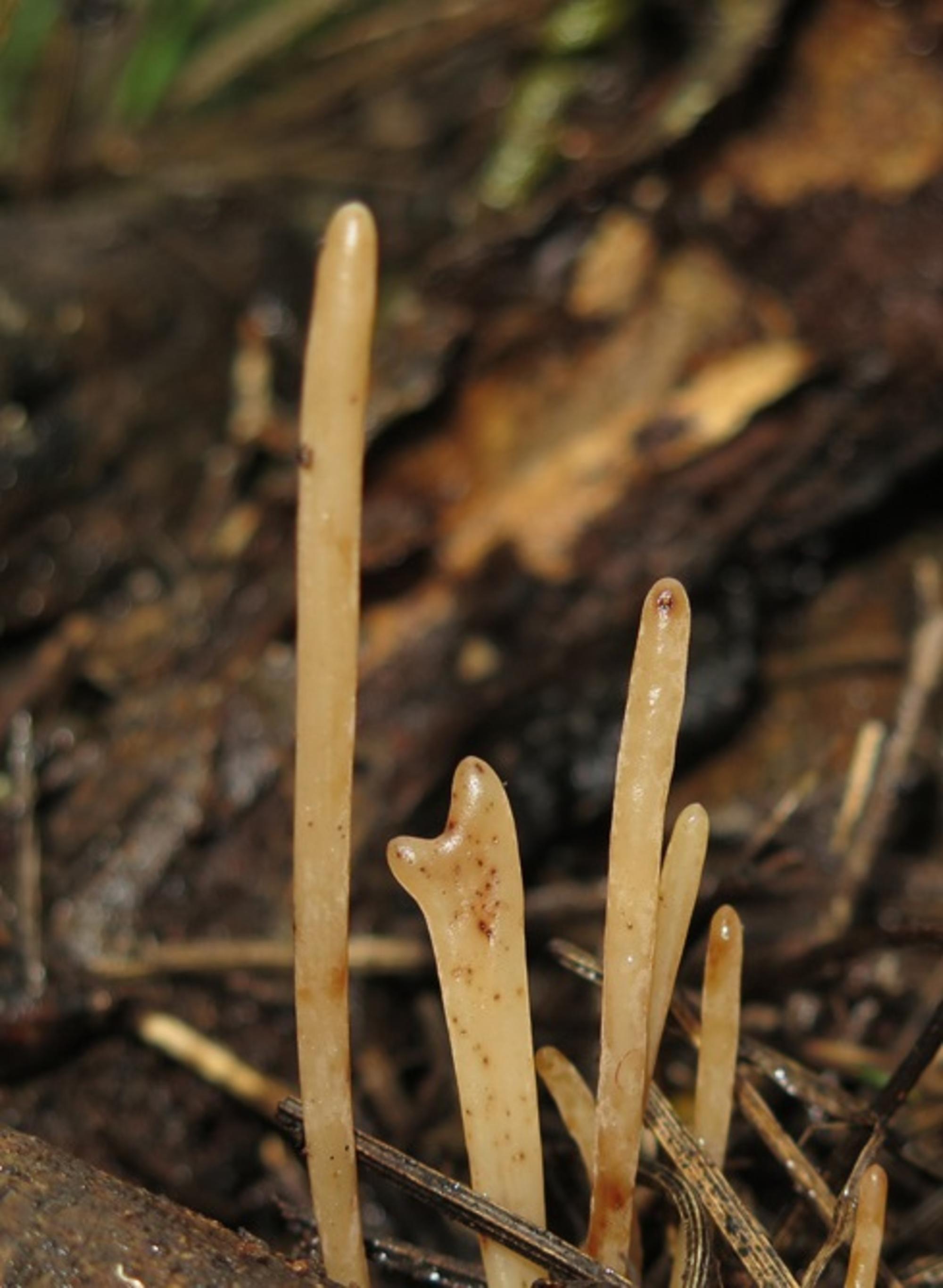 Macrotyphula cordispora 