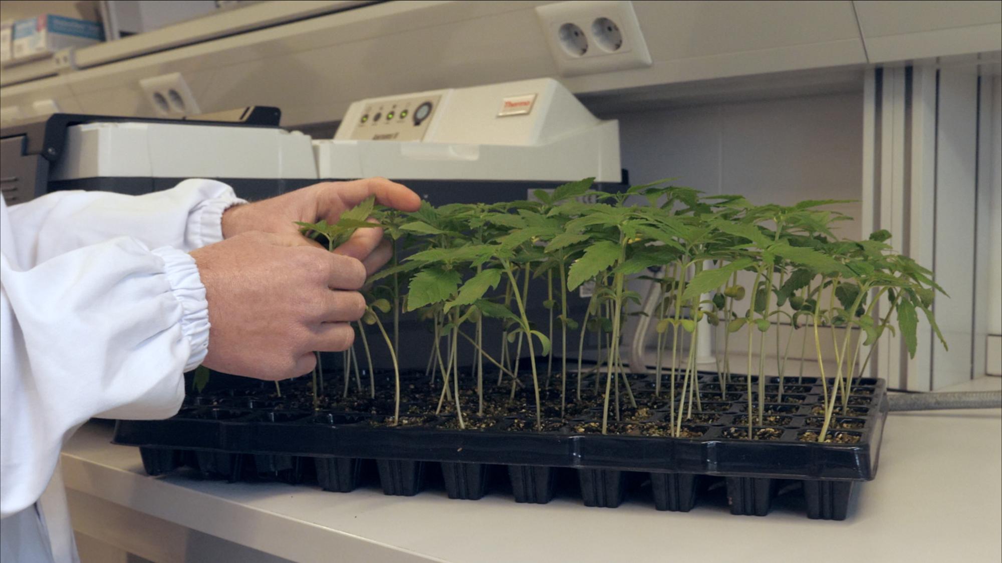 Laboratorio de cannabis industrial