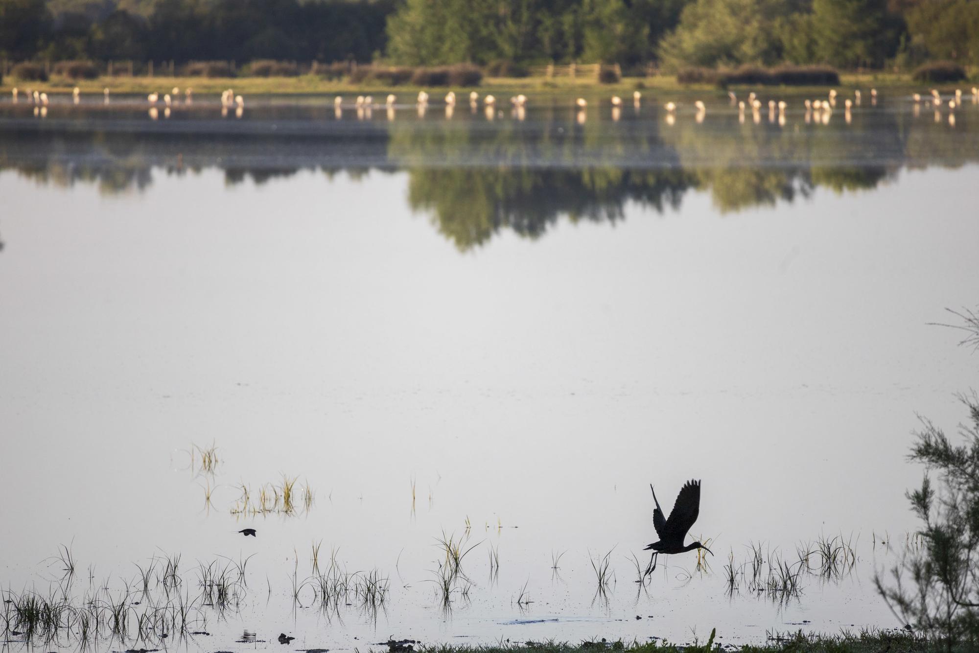 Doñana Abril 2023 - 3