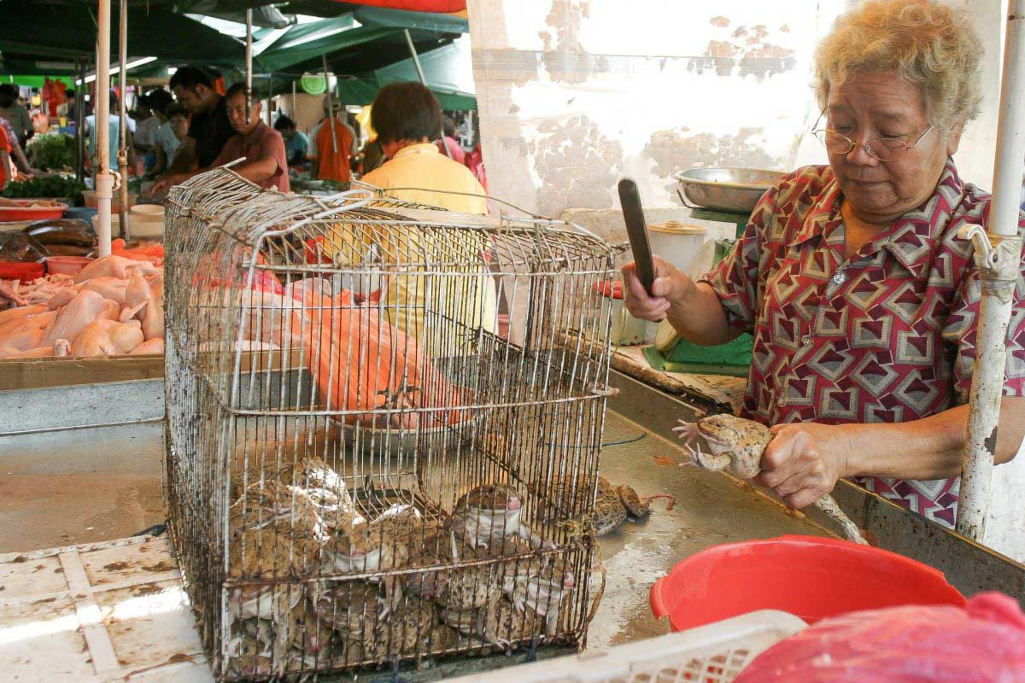 China prohíbe el uso y consumo de animales salvajes
