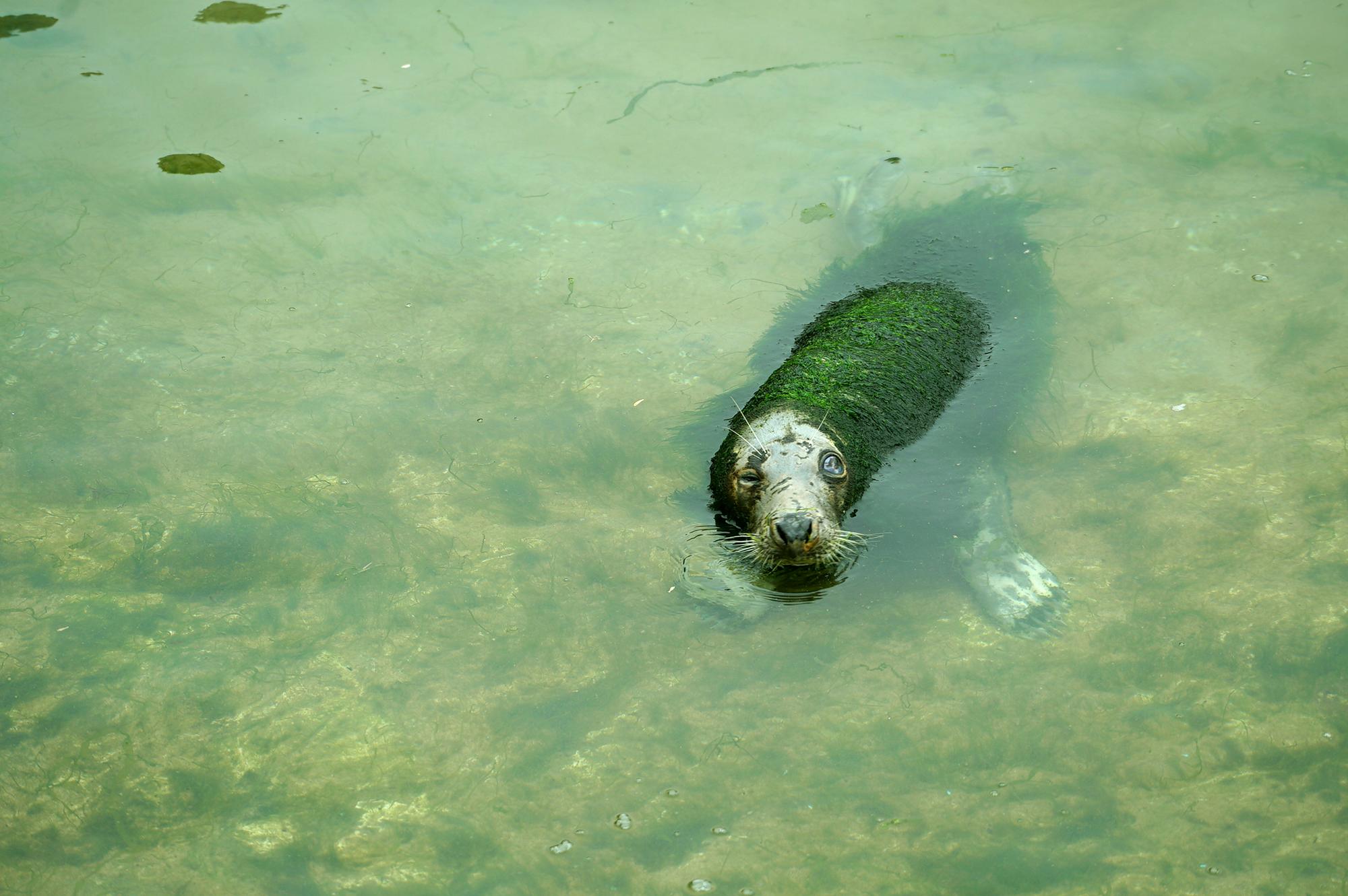 Foca_En_Cantabria_2