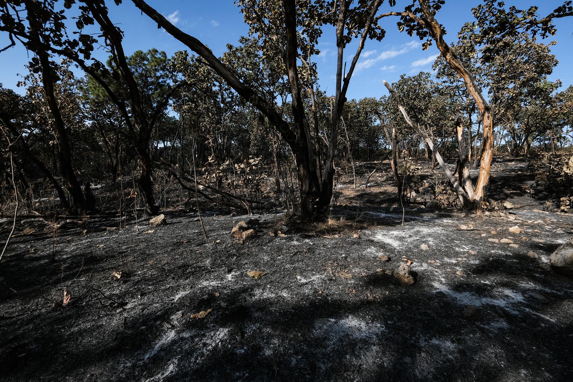 Bosque quemado