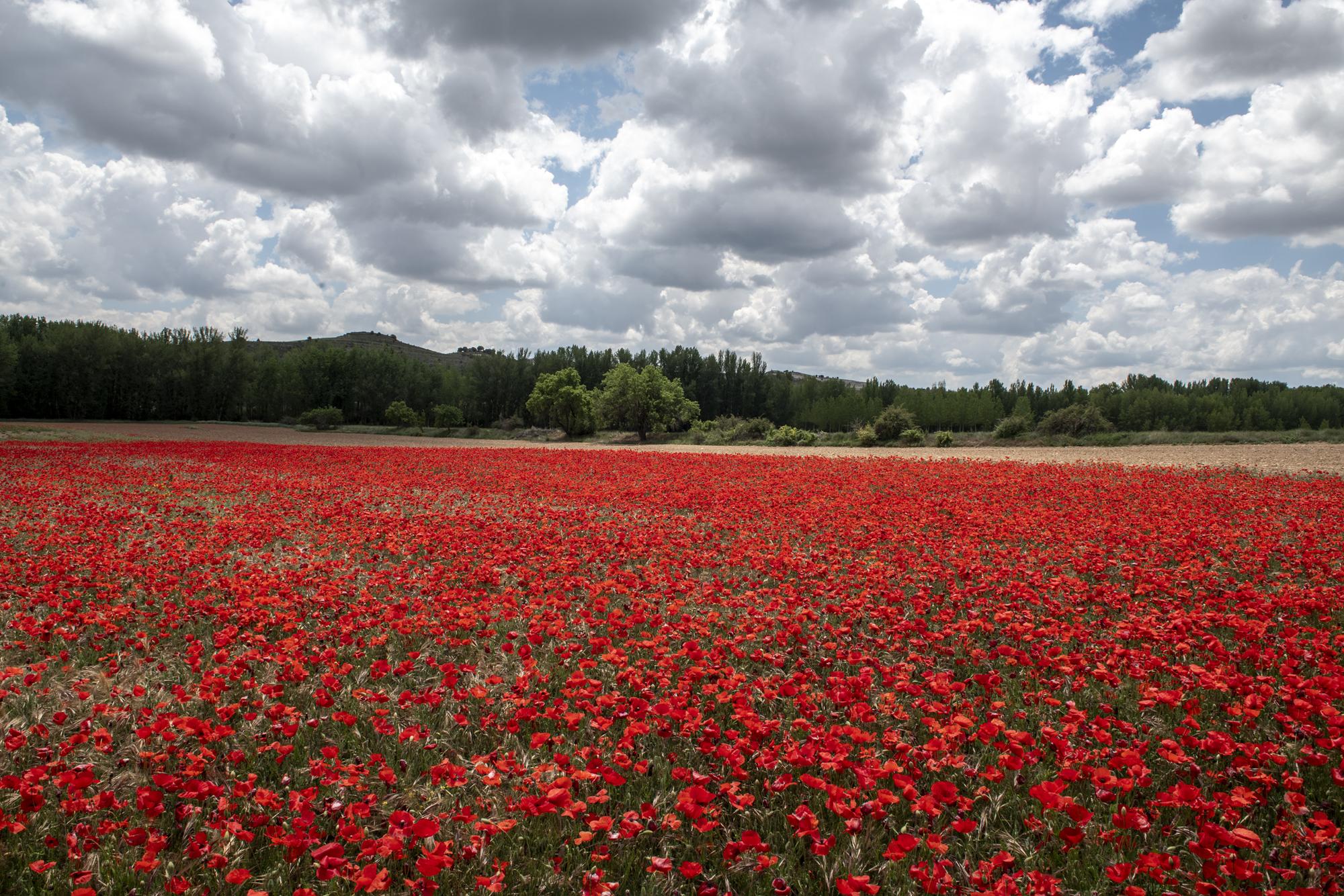 Amapolas