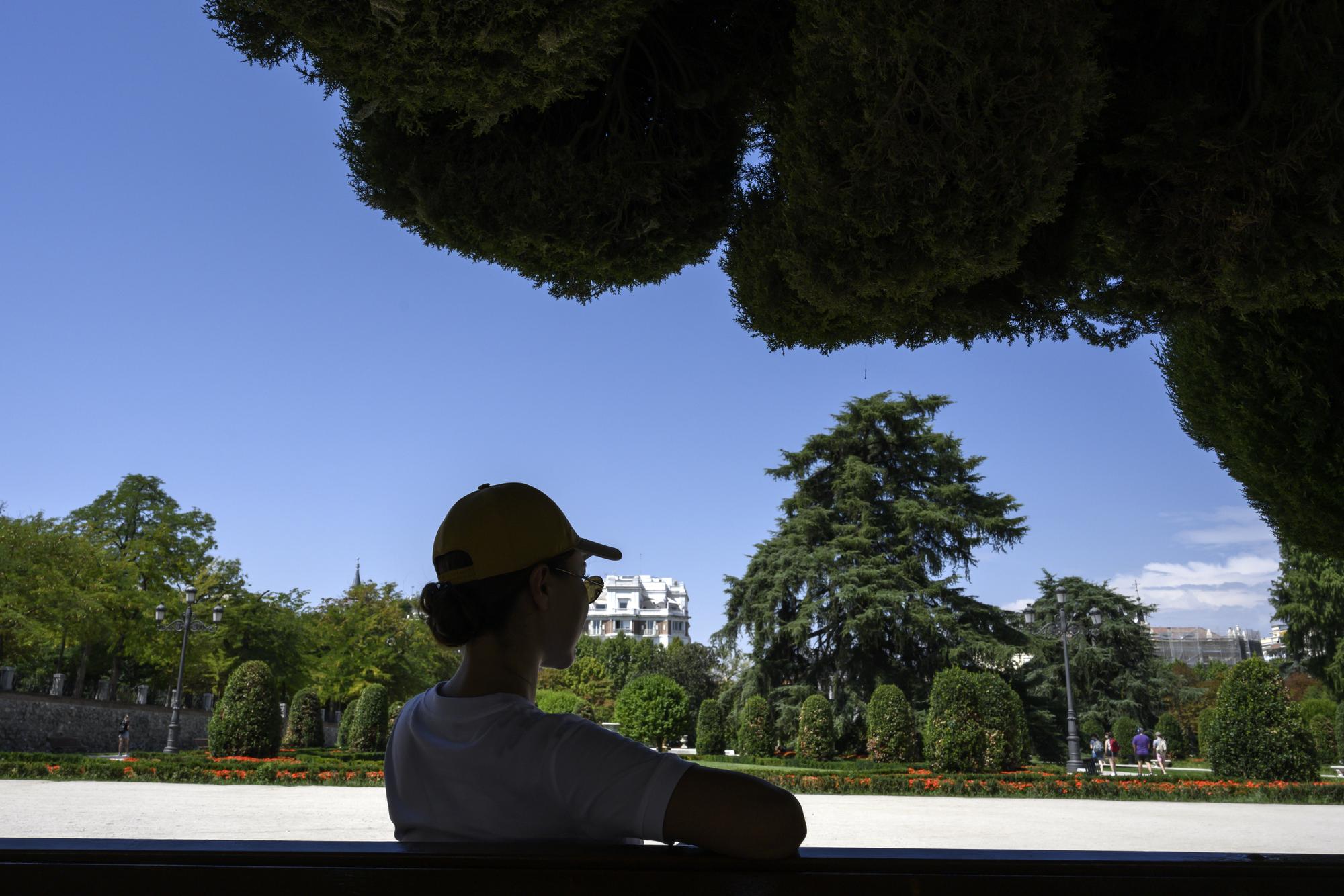 Árboles Retiro Madrid - 1