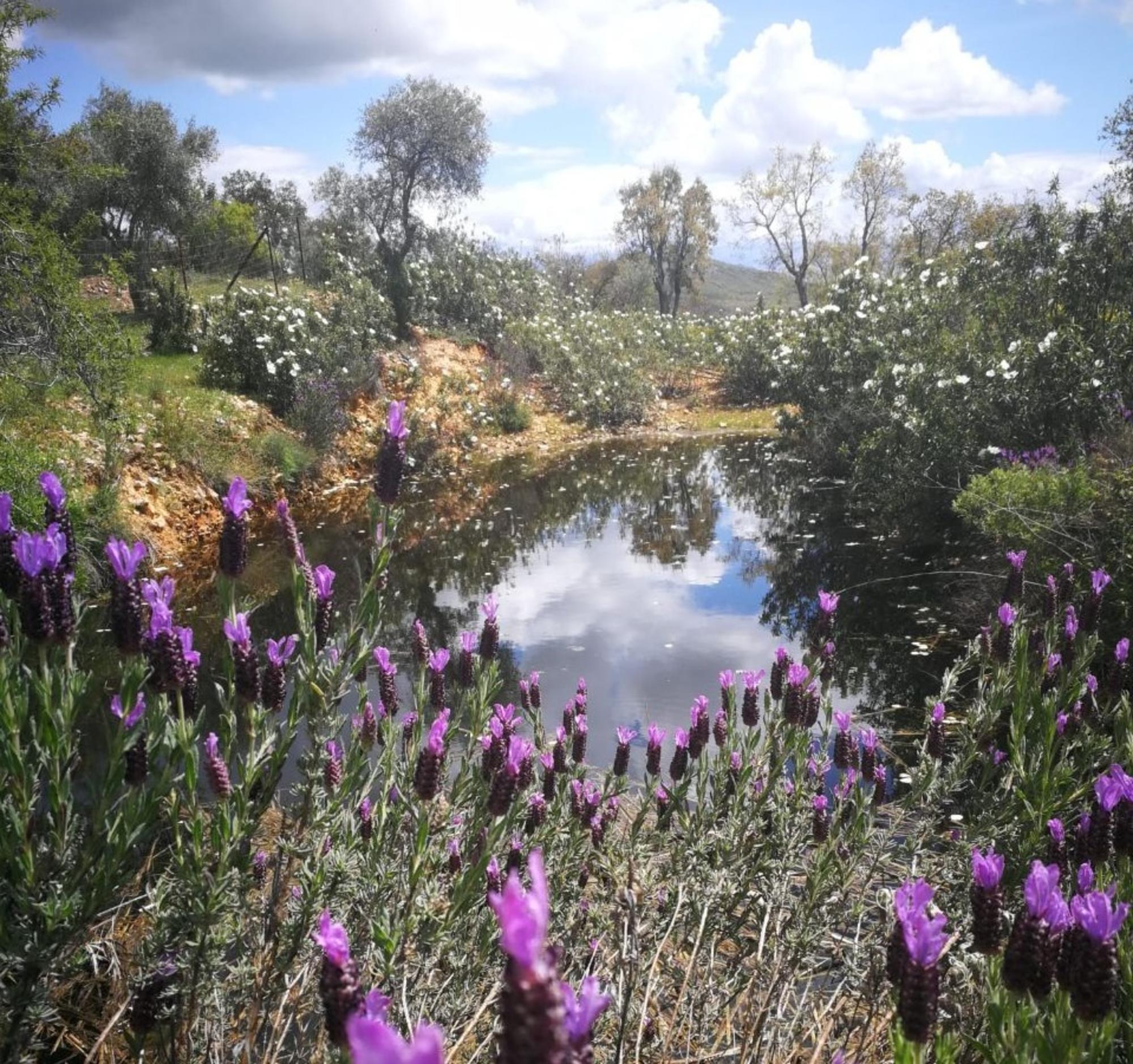 Sierra de la mosca 2
