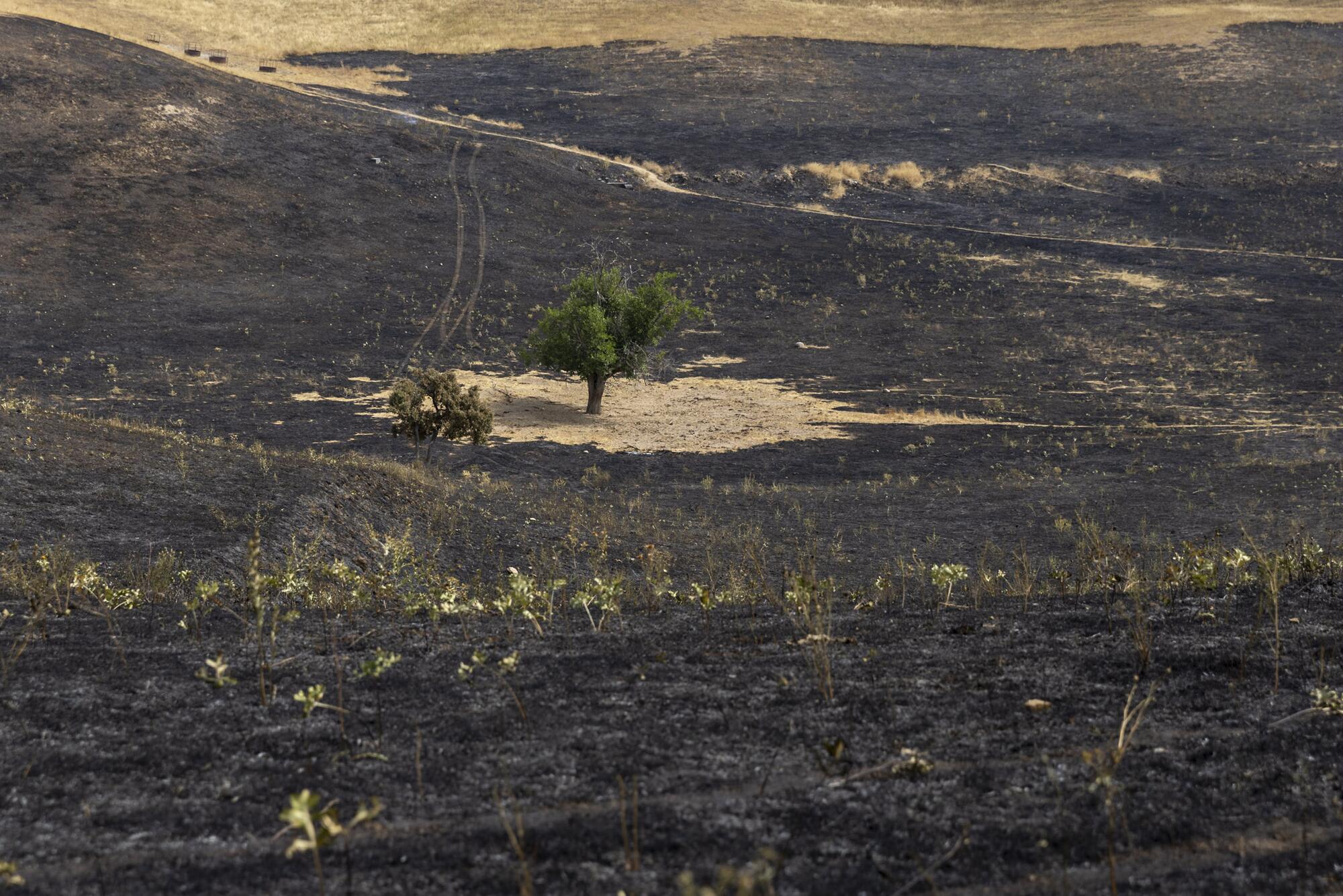 Incendio Tres Cantos  - 3
