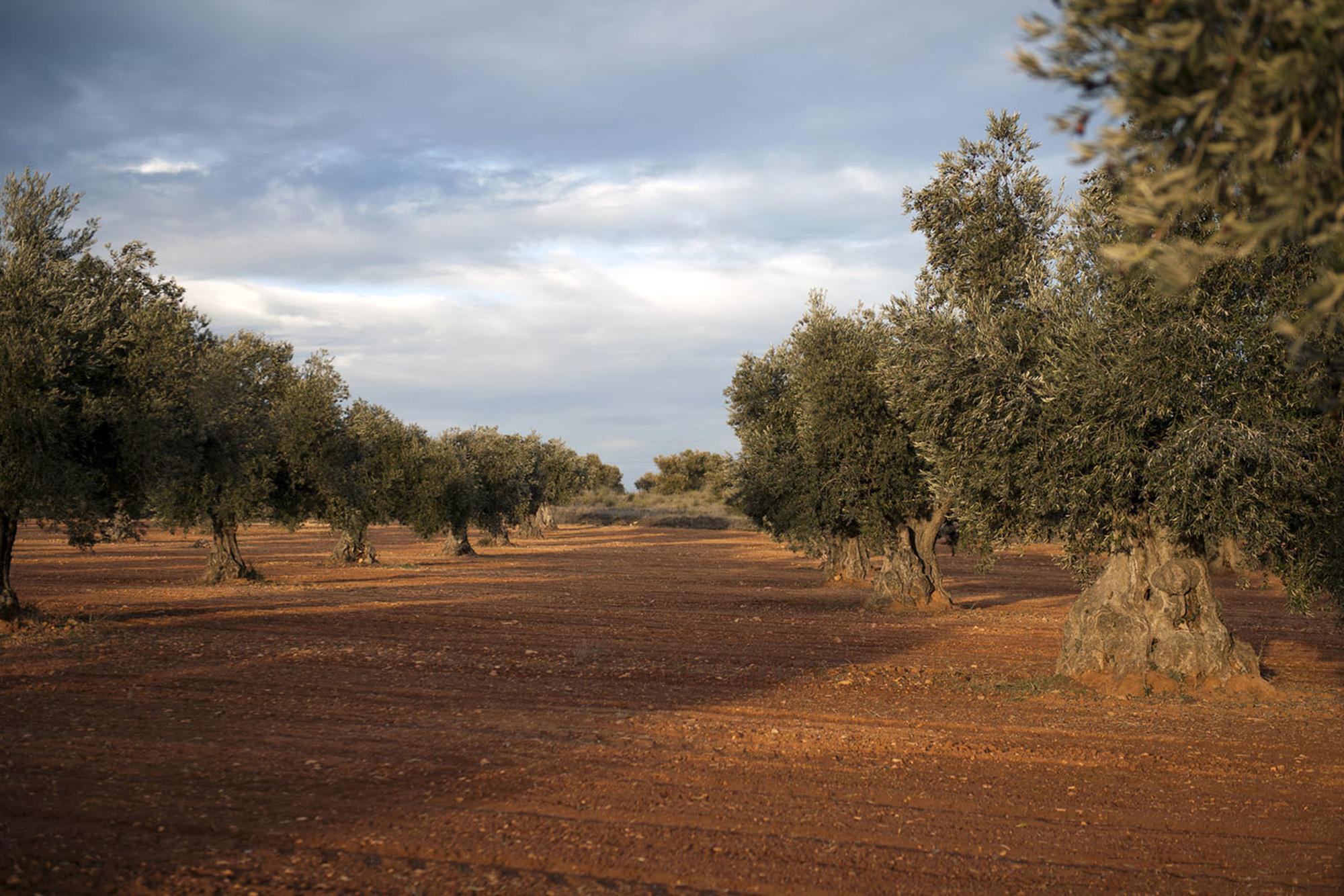 Olivos Alvaro Minguito