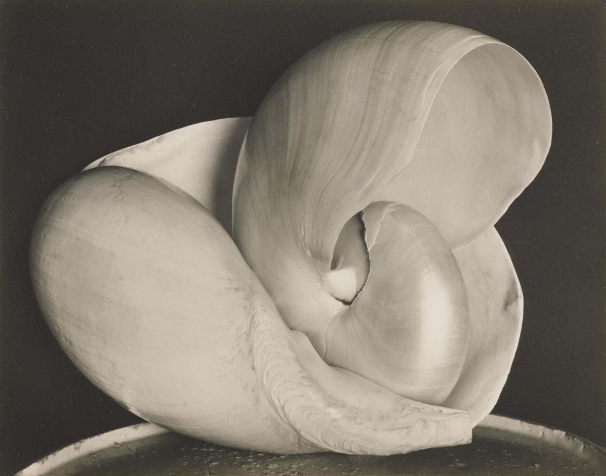 Shell, 6S - Edward Weston