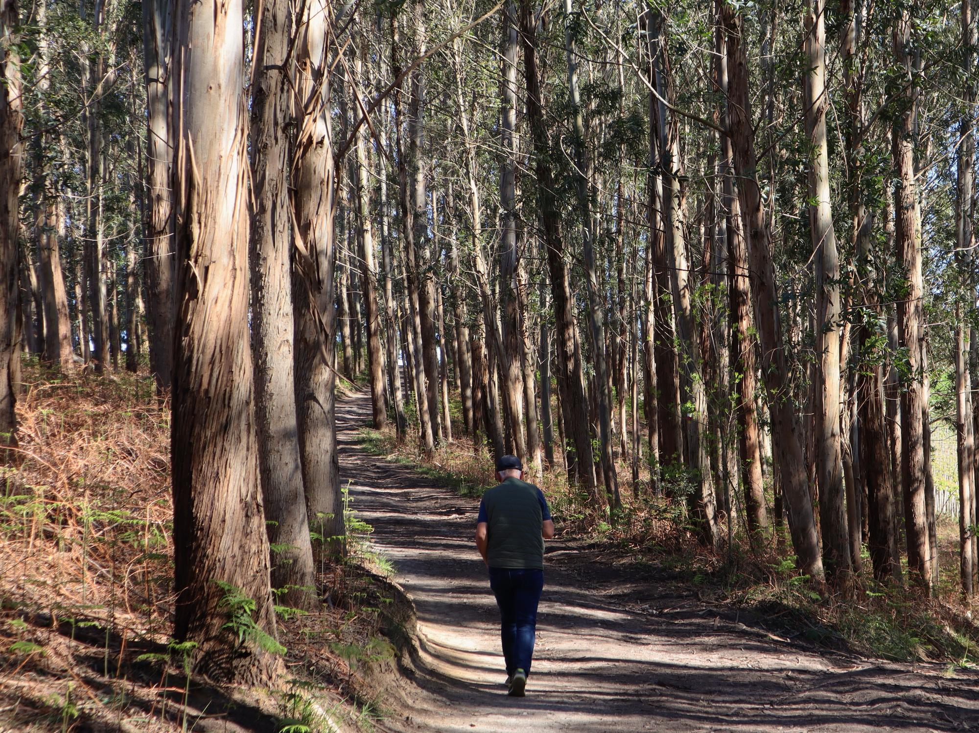 Bosque de eucaliptos 