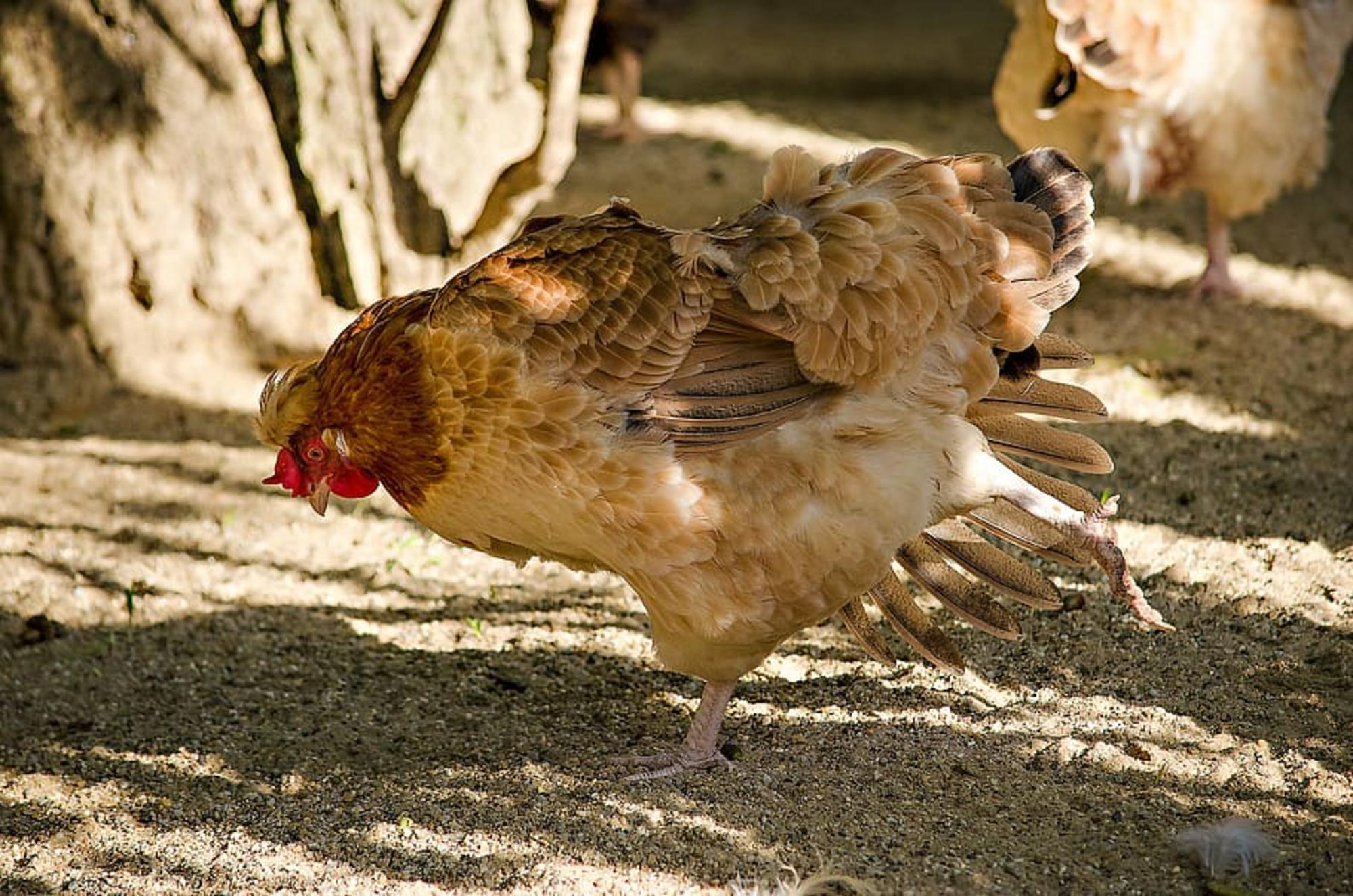 Gallina caminando