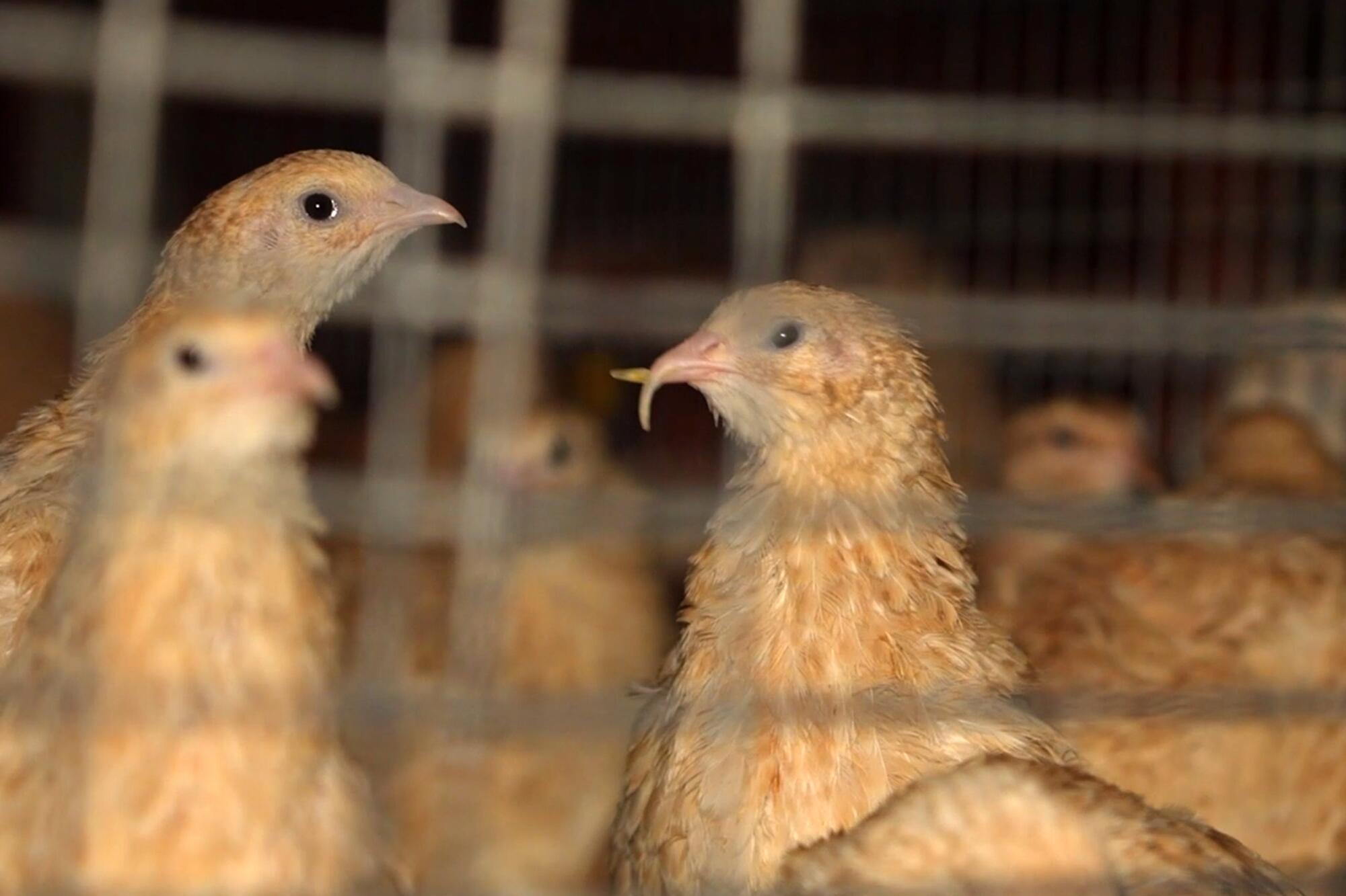 Granja Codornices - 5