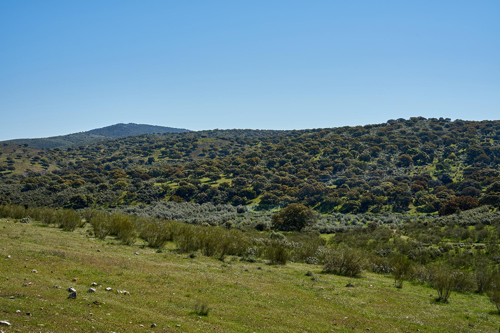 Paraje Cañaveral