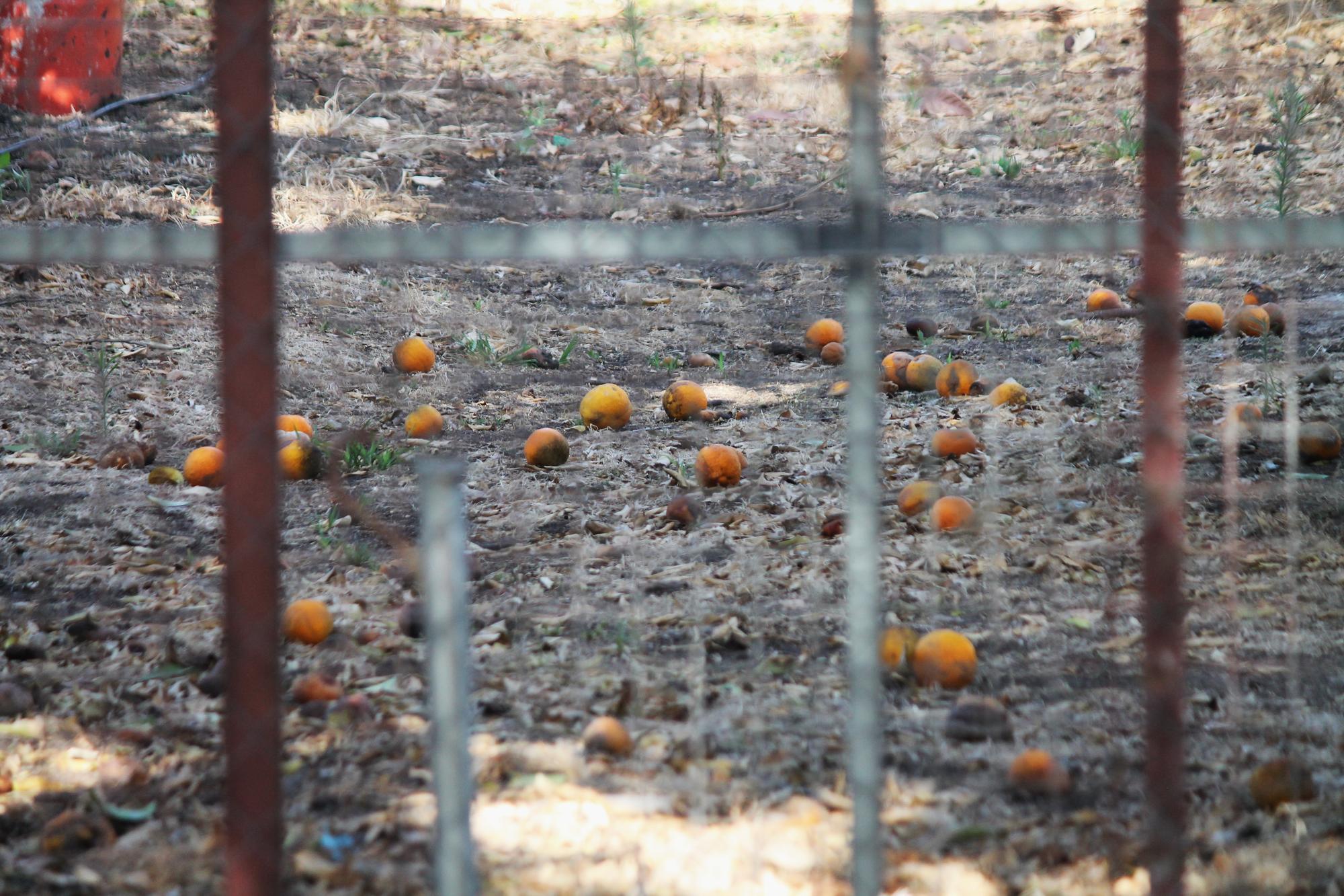 Naranjas tiradas campo andaluz