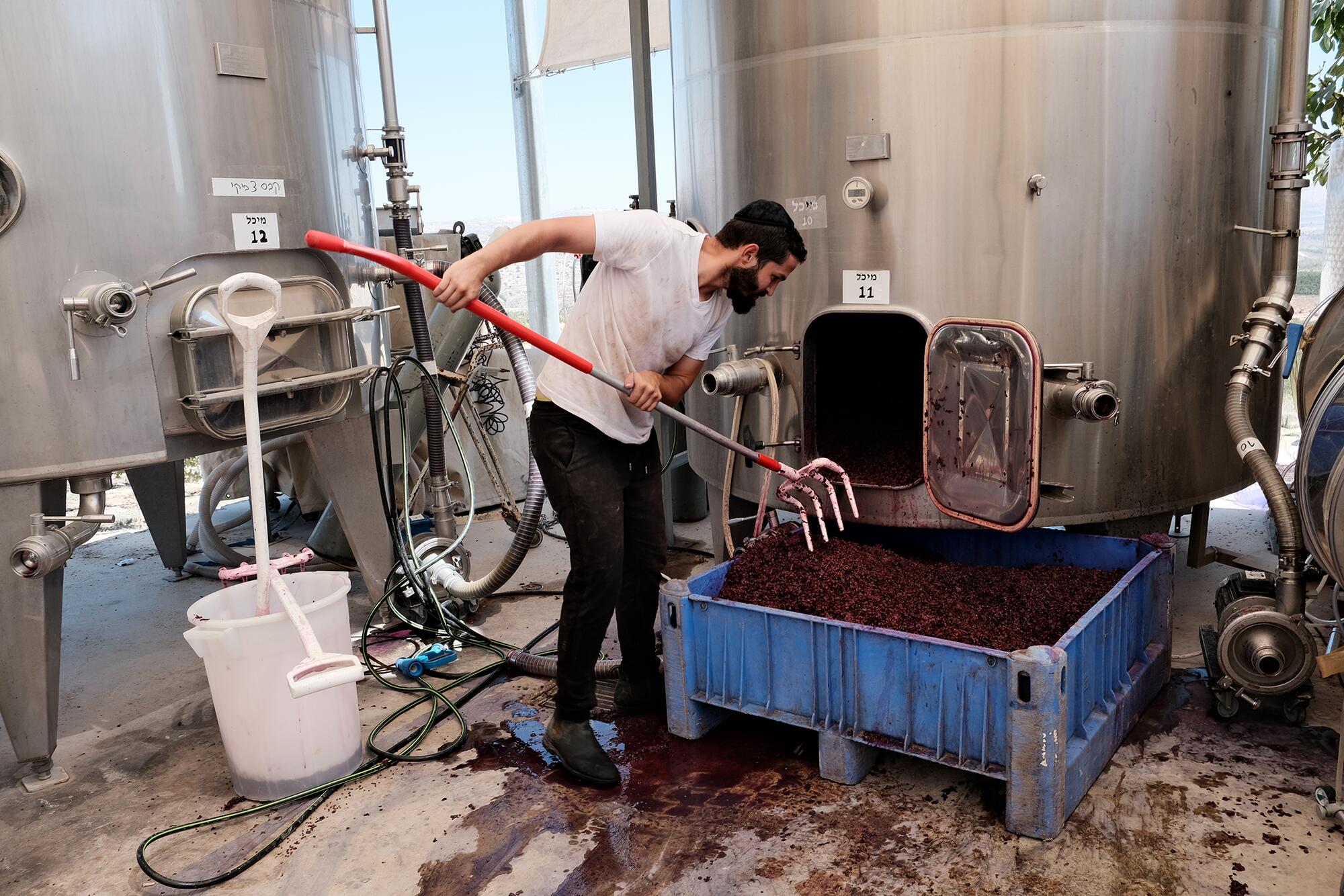 Palestina Viñedos - 1