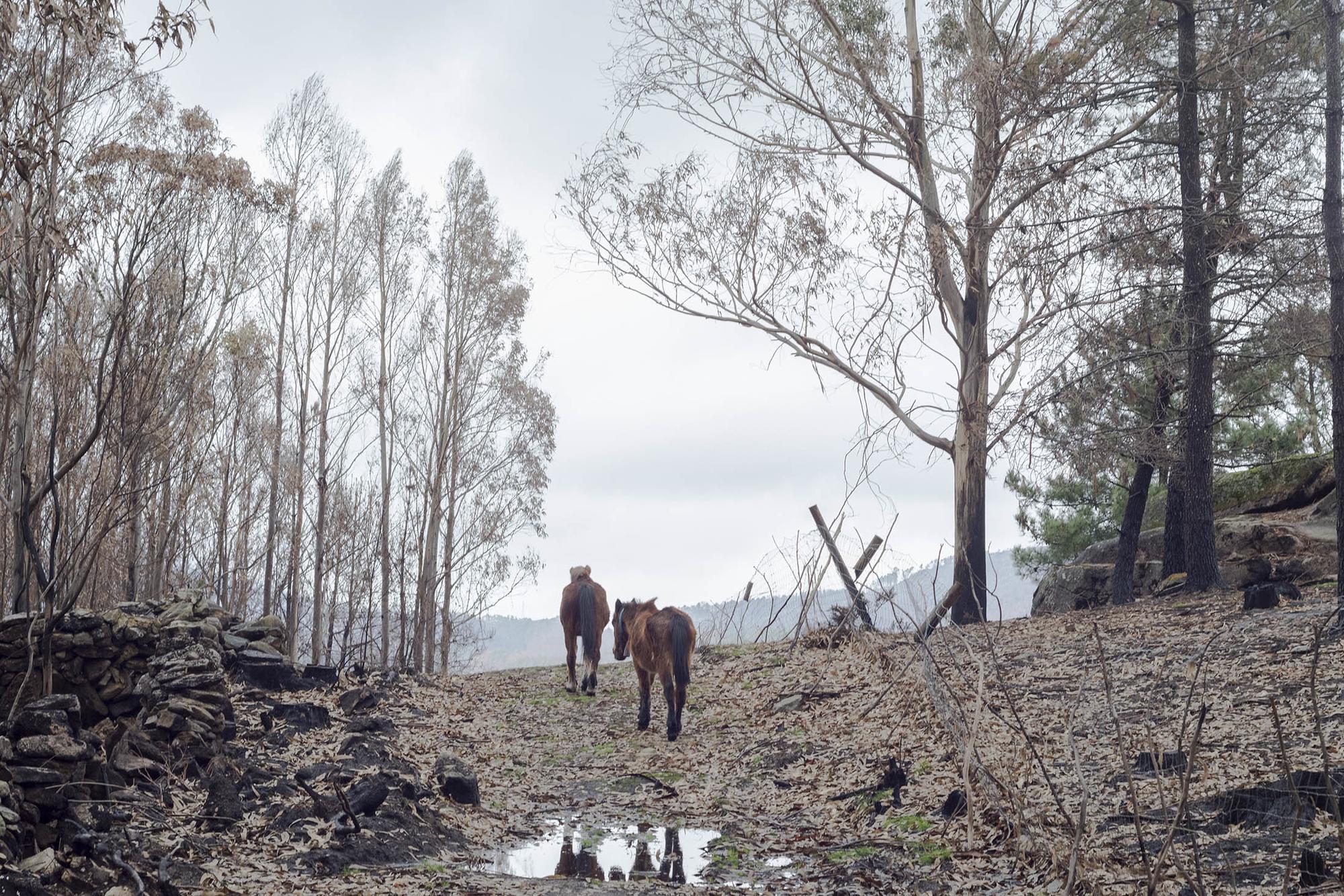 Incendios en Galiza