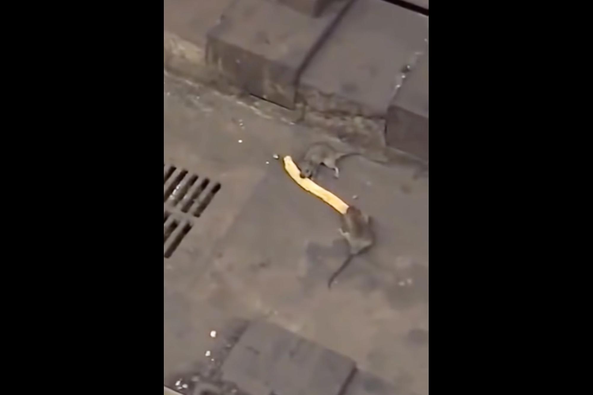 Dos ratas peleando por un churro
