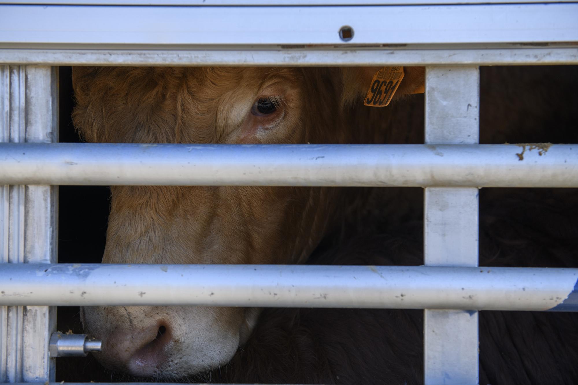 Vaca encerrada en un camión.