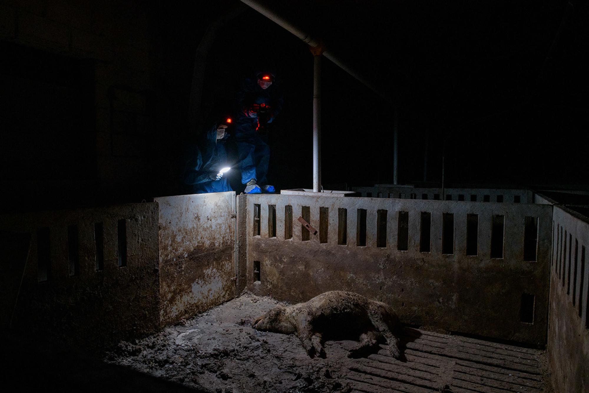 Investigadores granja cerdos cadáver