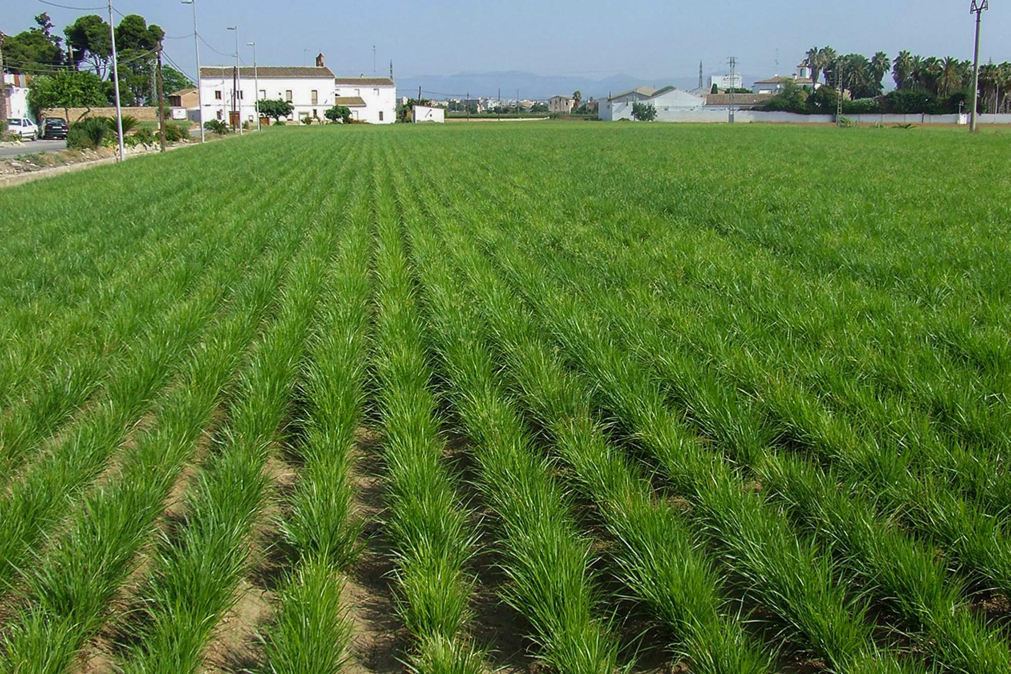 Campo de chufas denominación de origen València en la huerta de Alboraia