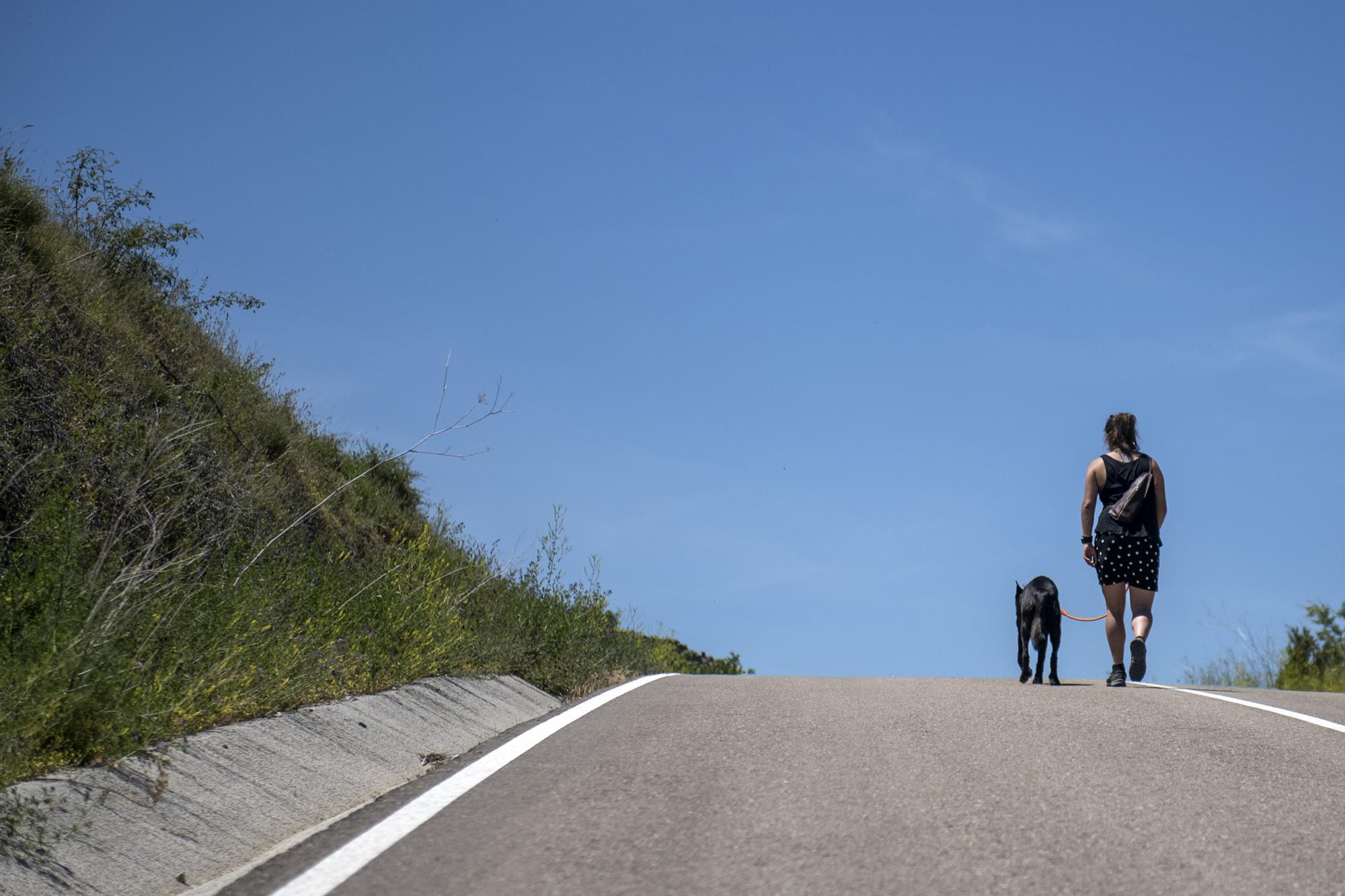 perro soledad paseo