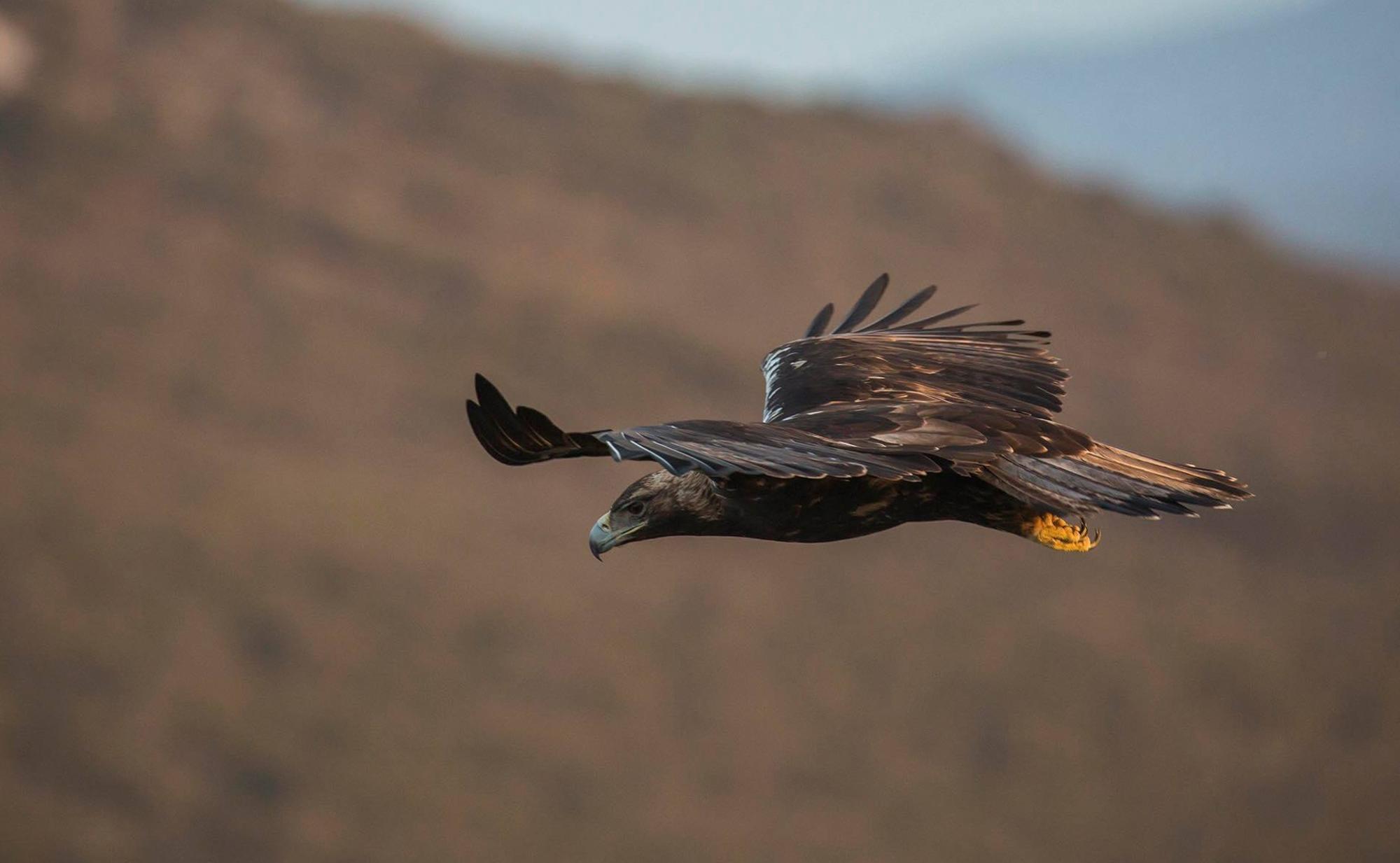 Aguila Imperial Iberica