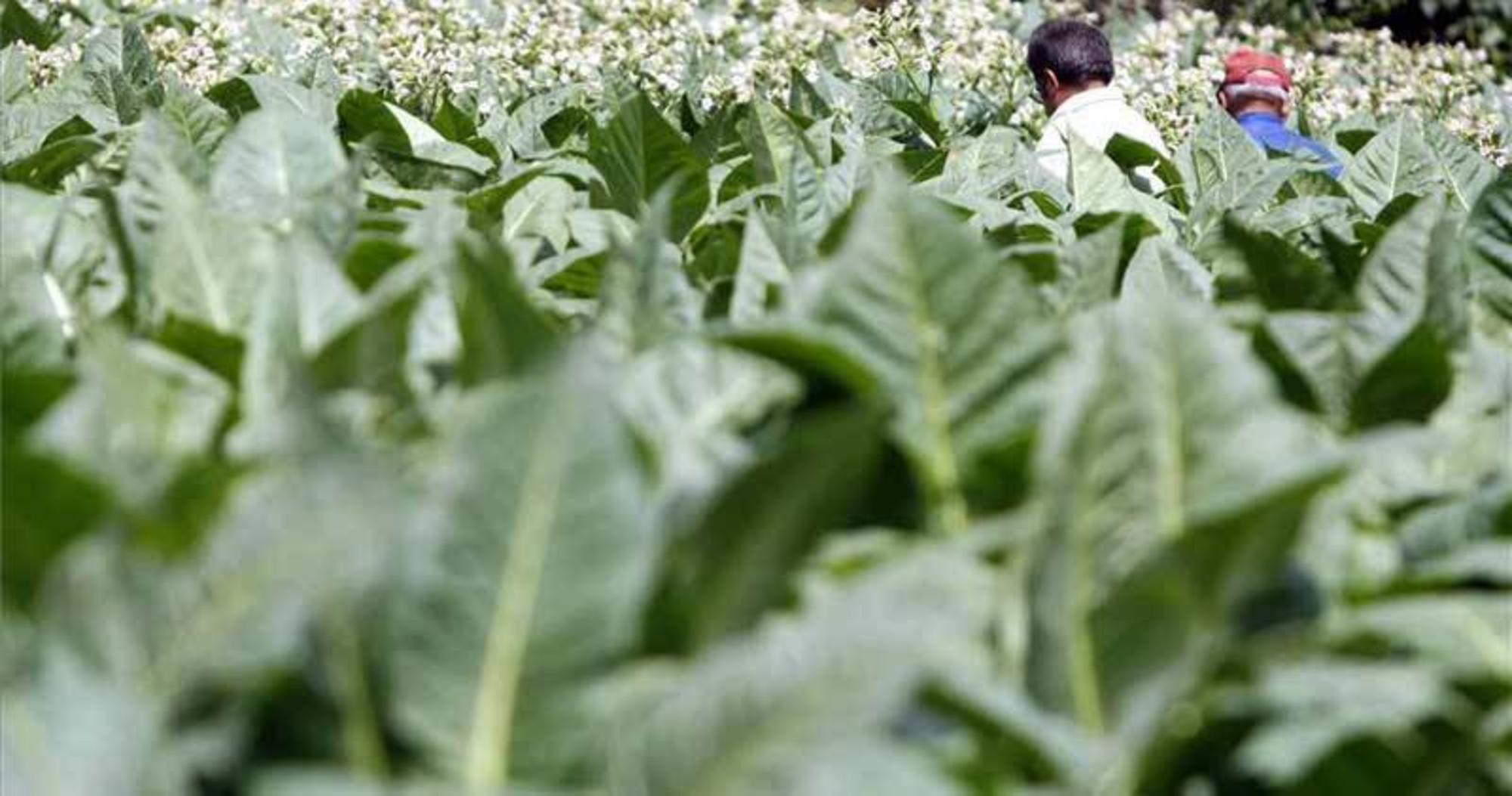 Campo arañuelo tabaco