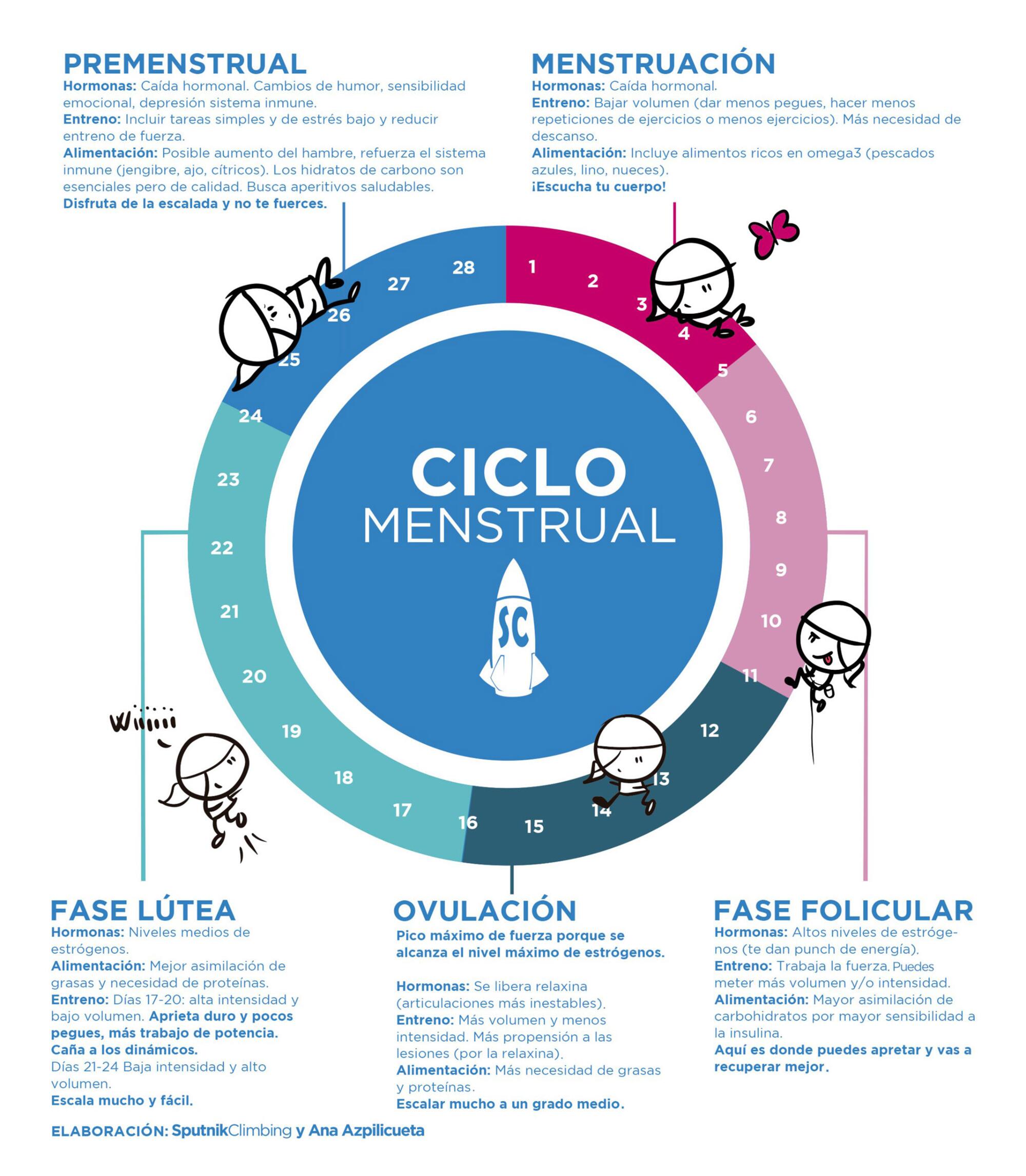 Ciclo Menstrual grafico