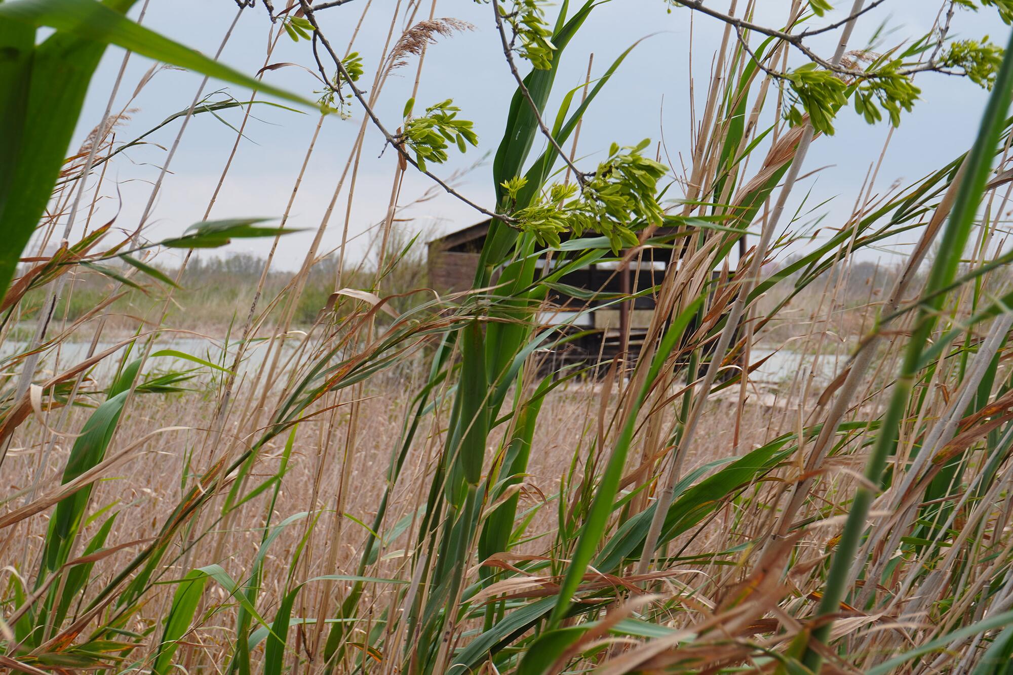 Albufera Reportaje - 5