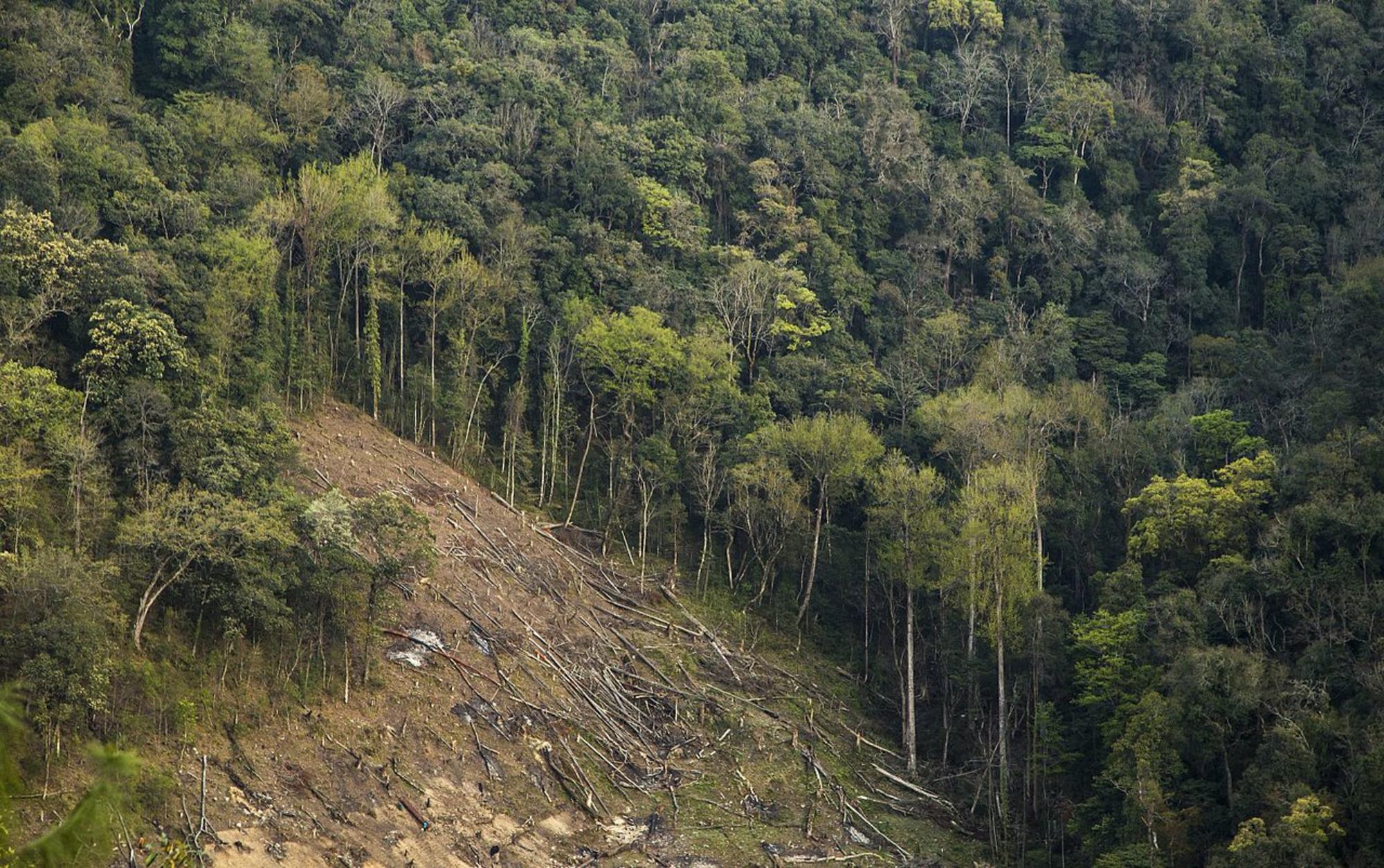 Deforestacion India