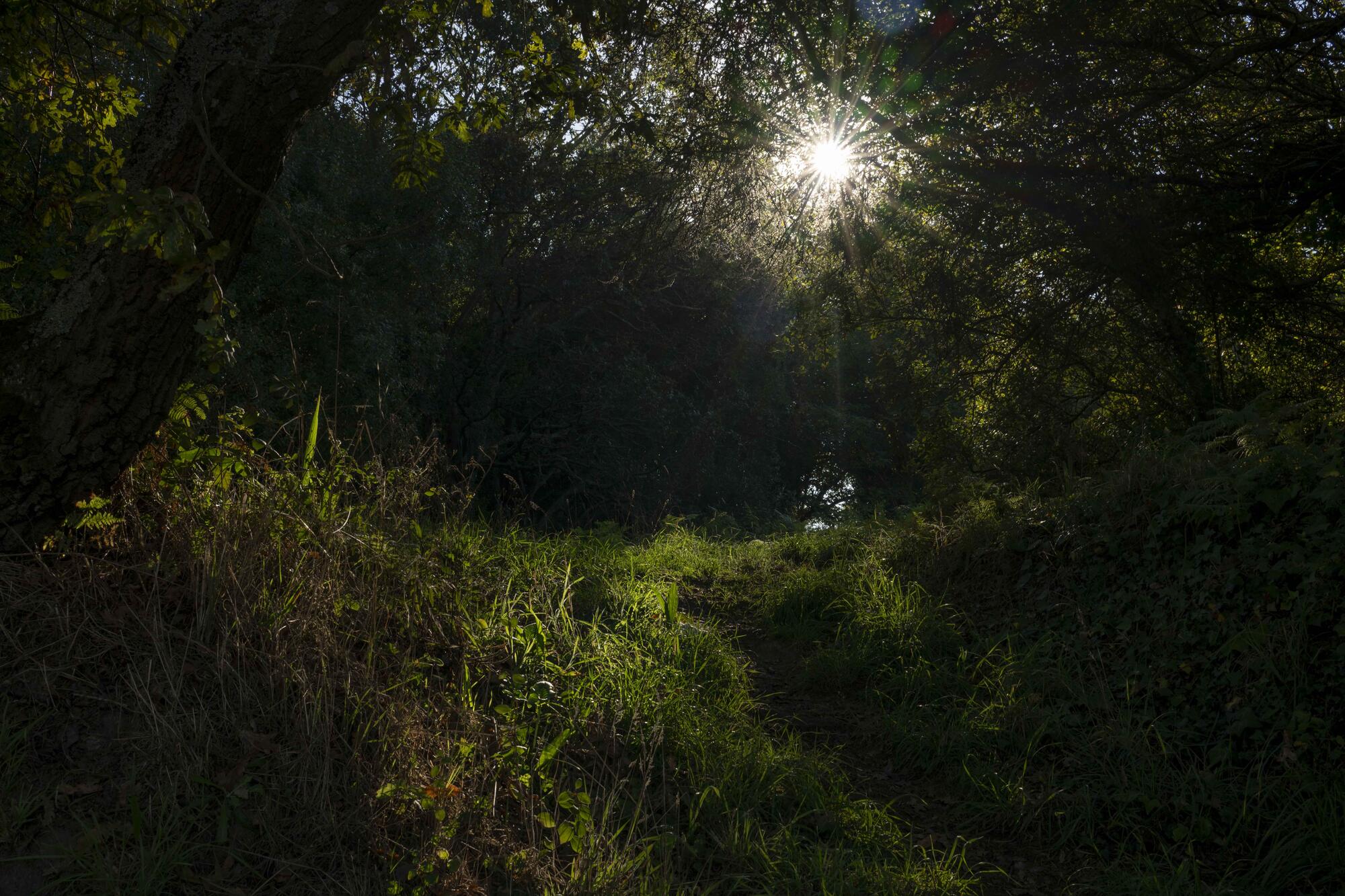 Carballeira da barroca - 3