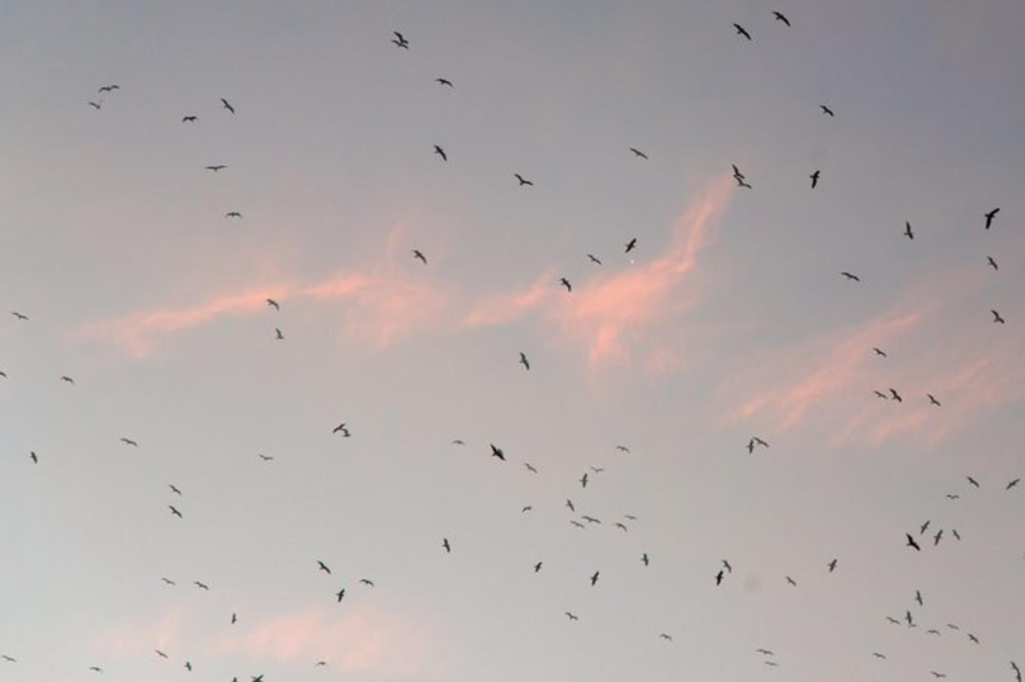 Cielo. Pájaros. Fauna. Animales. Clima