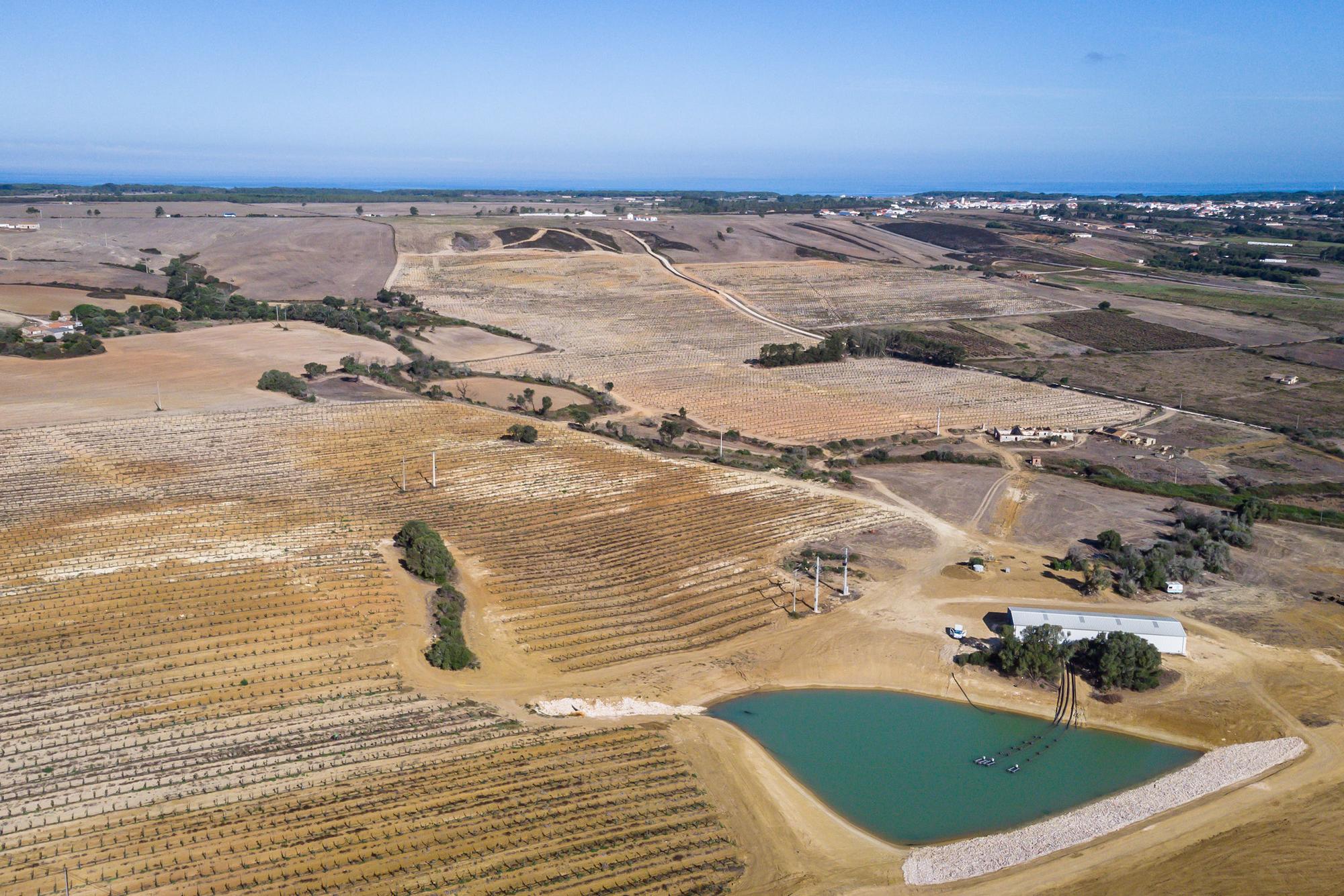 Aguacates en Portugal - 1