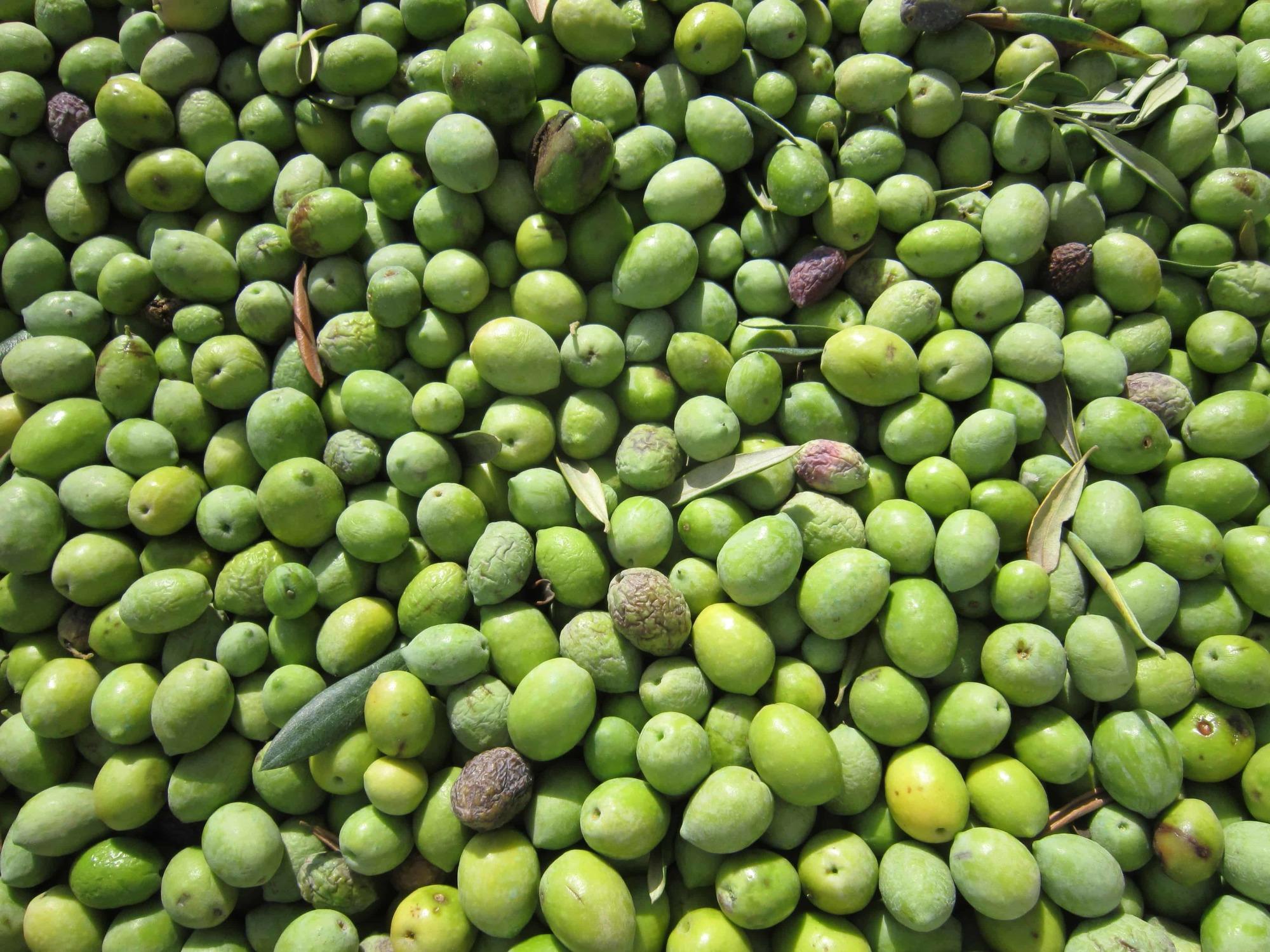 olivas