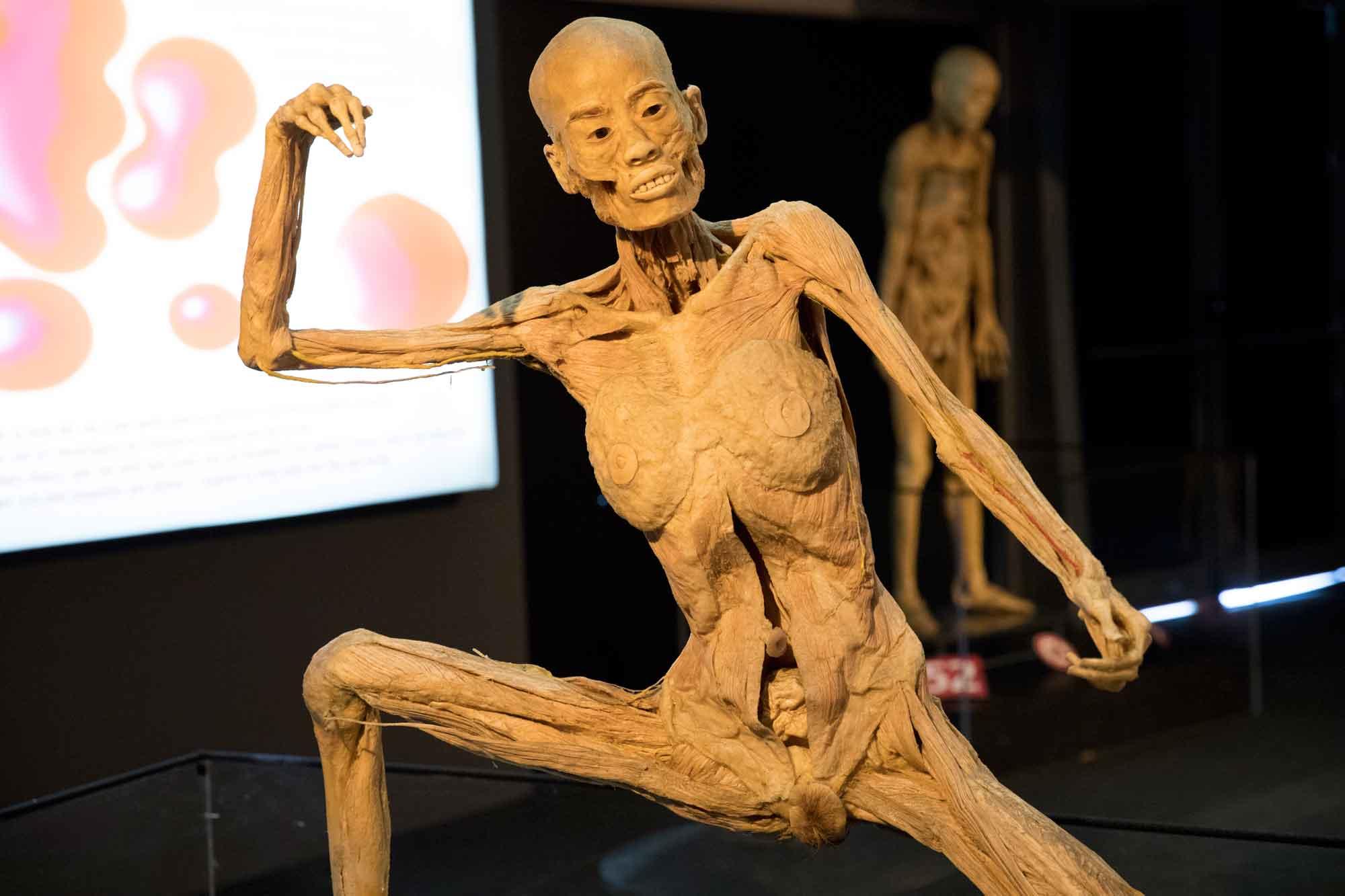 Un detalle de la exposición ‘Human Bodies’ en Barcelona