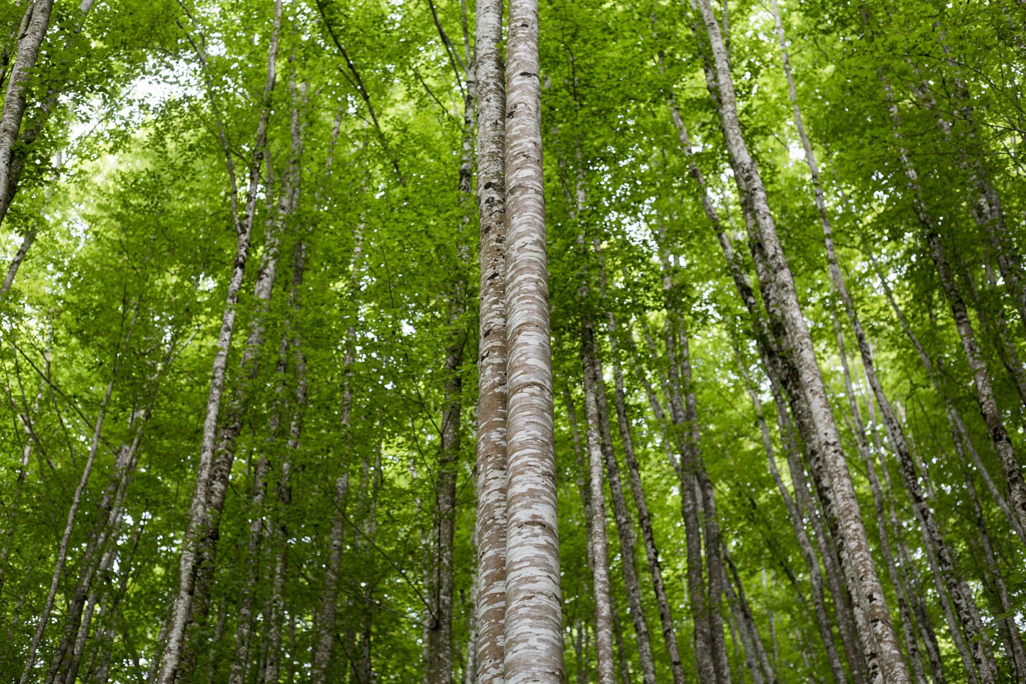 Bosque Irati 1