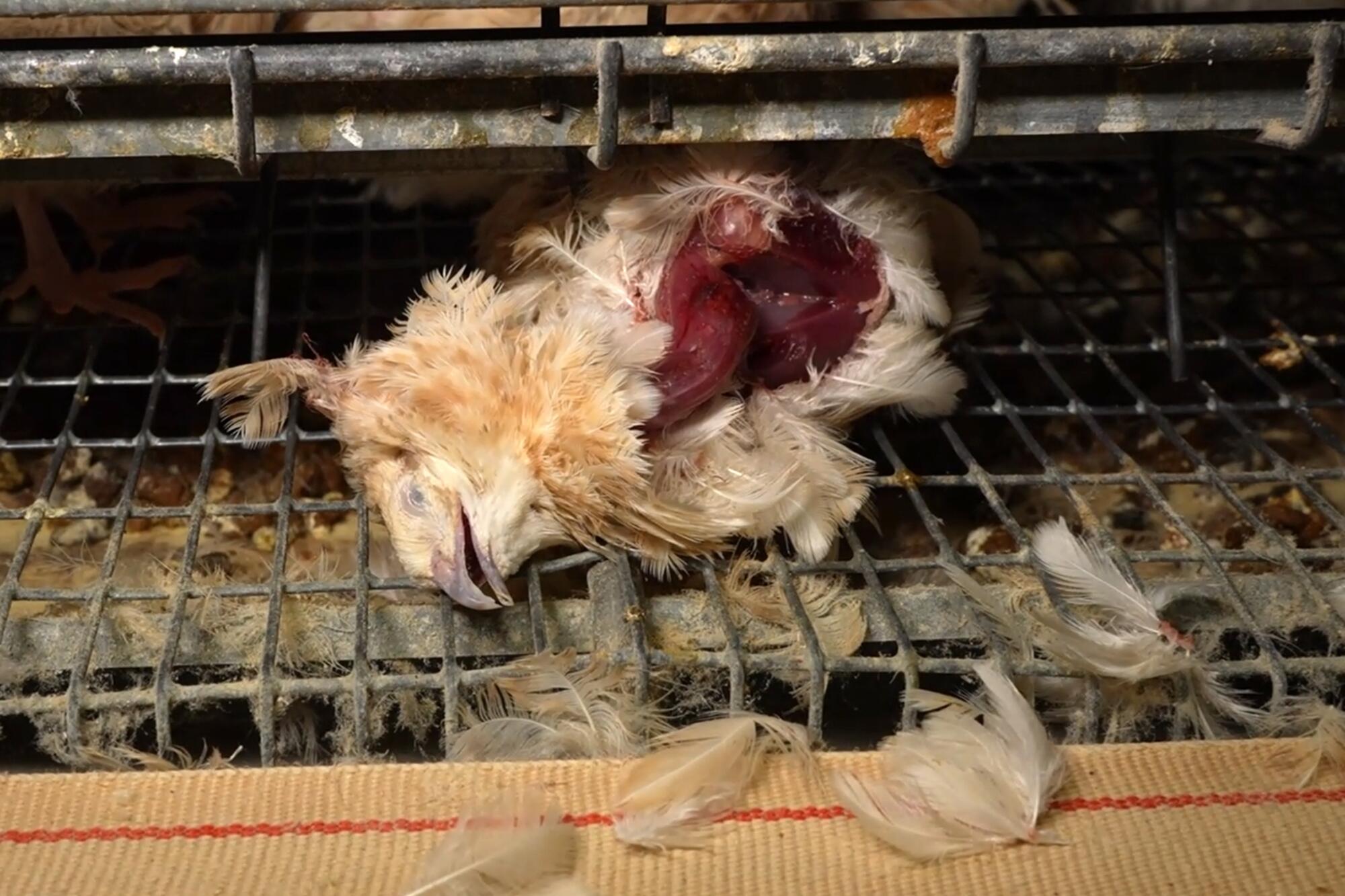 Granja Codornices - 4